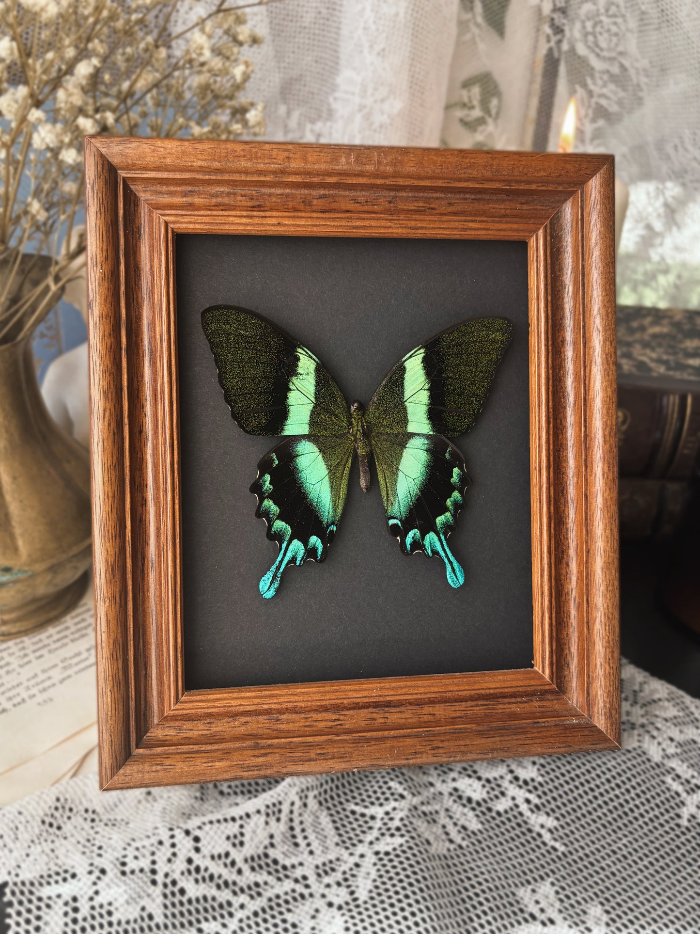 The Emerald Sovereign – Papilio blumei (Vintage wood frame) (21x18cm)