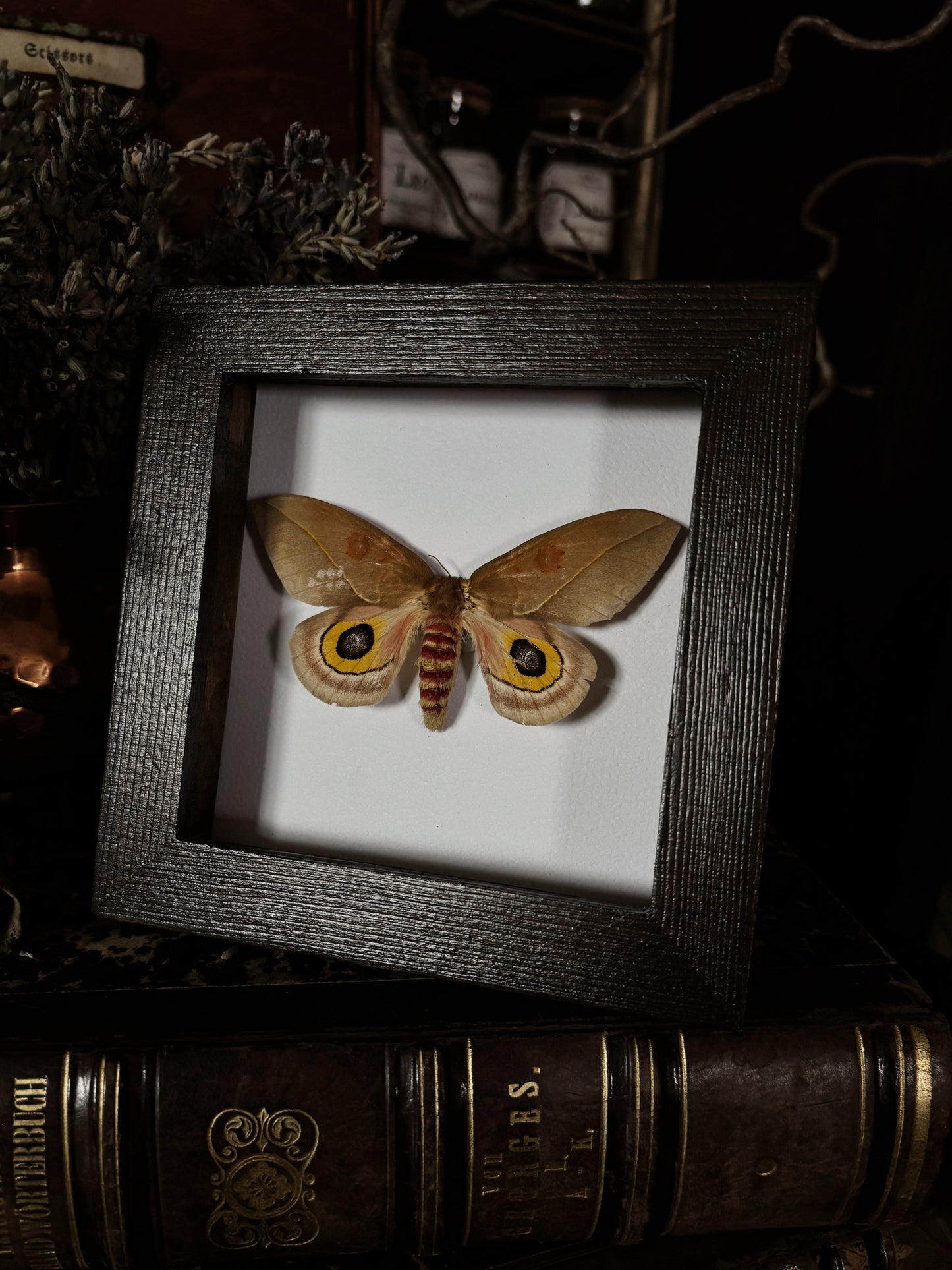 Automeris cecrops | Wings of Whimsy Collection (12x12cm)
