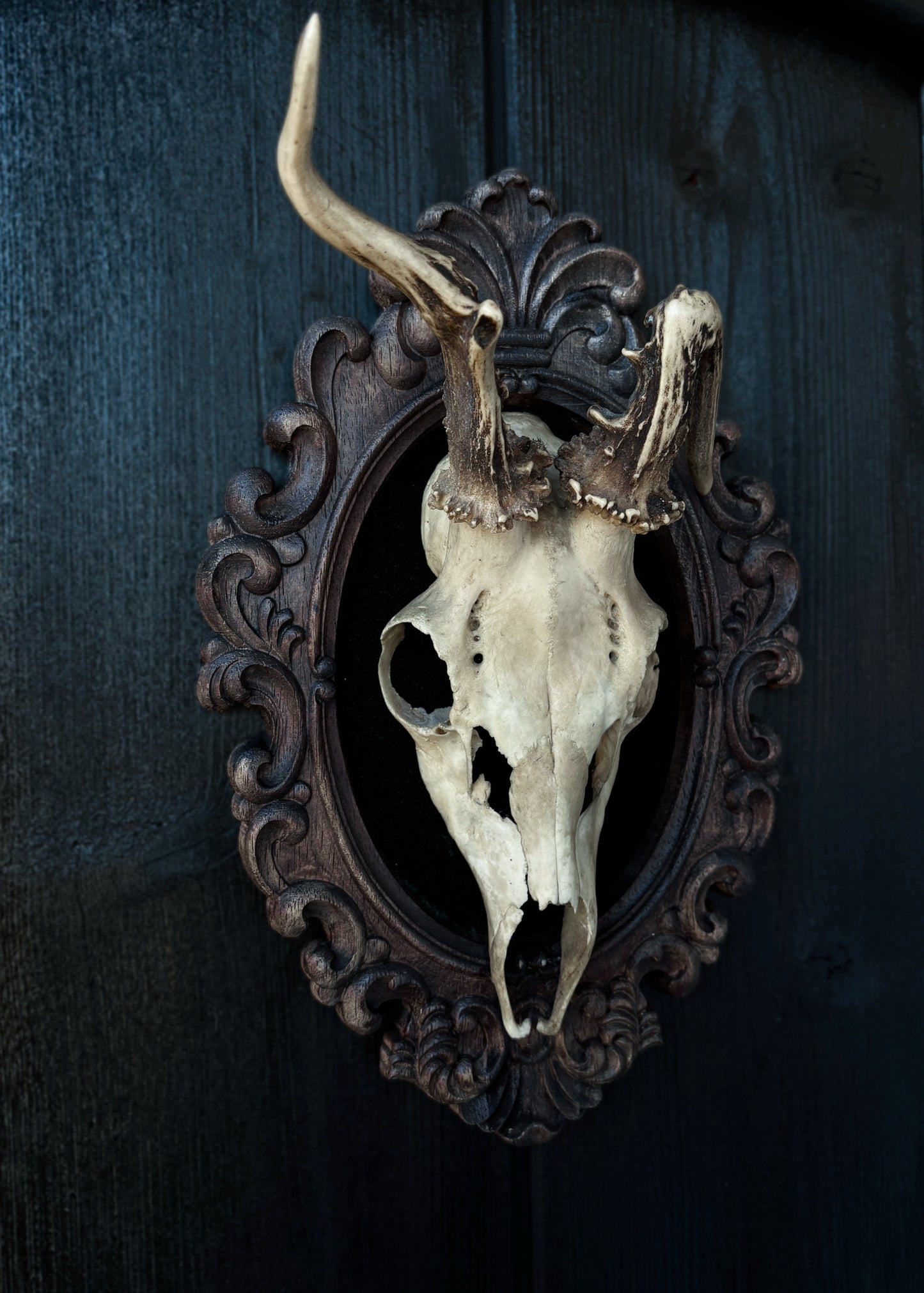 Twisted Antlers – Framed Skull (31 x 20 cm)