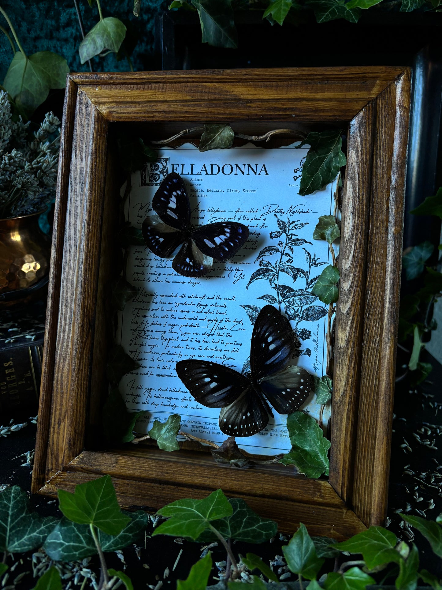 Belladonna Frame – "Euploea mulciber" (24x18cm)