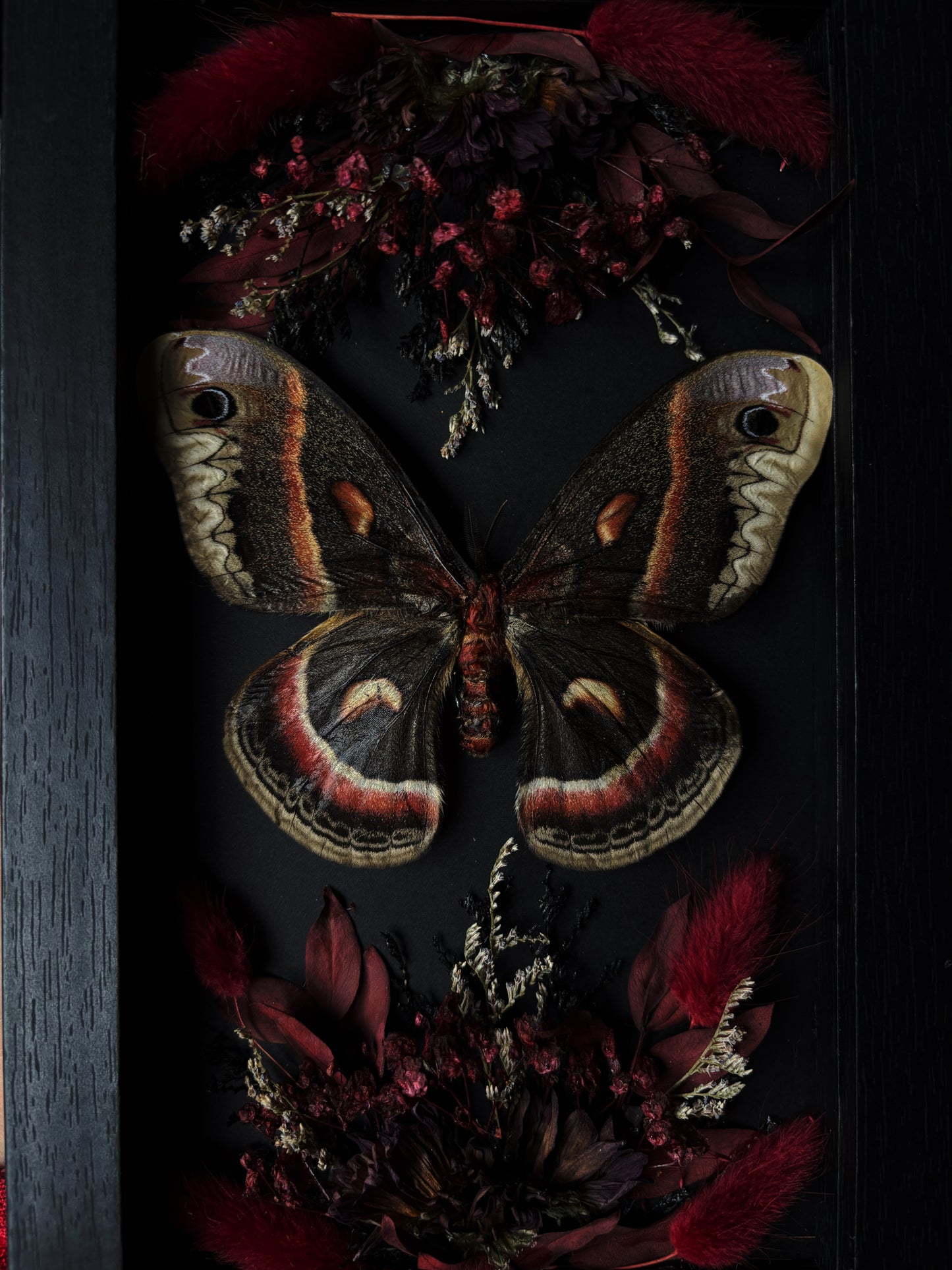 Burgundy forest- Hyalophora cecropia (22x12cm)