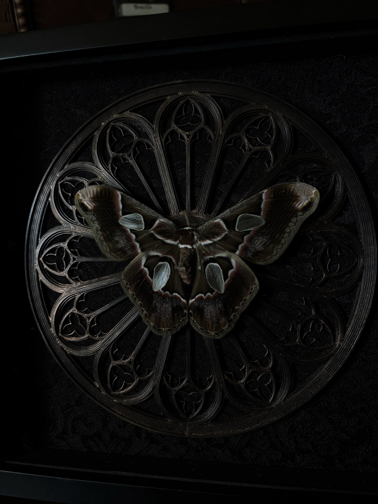 Gothic Rose Window | Rothschildia Moth (20x20cm)