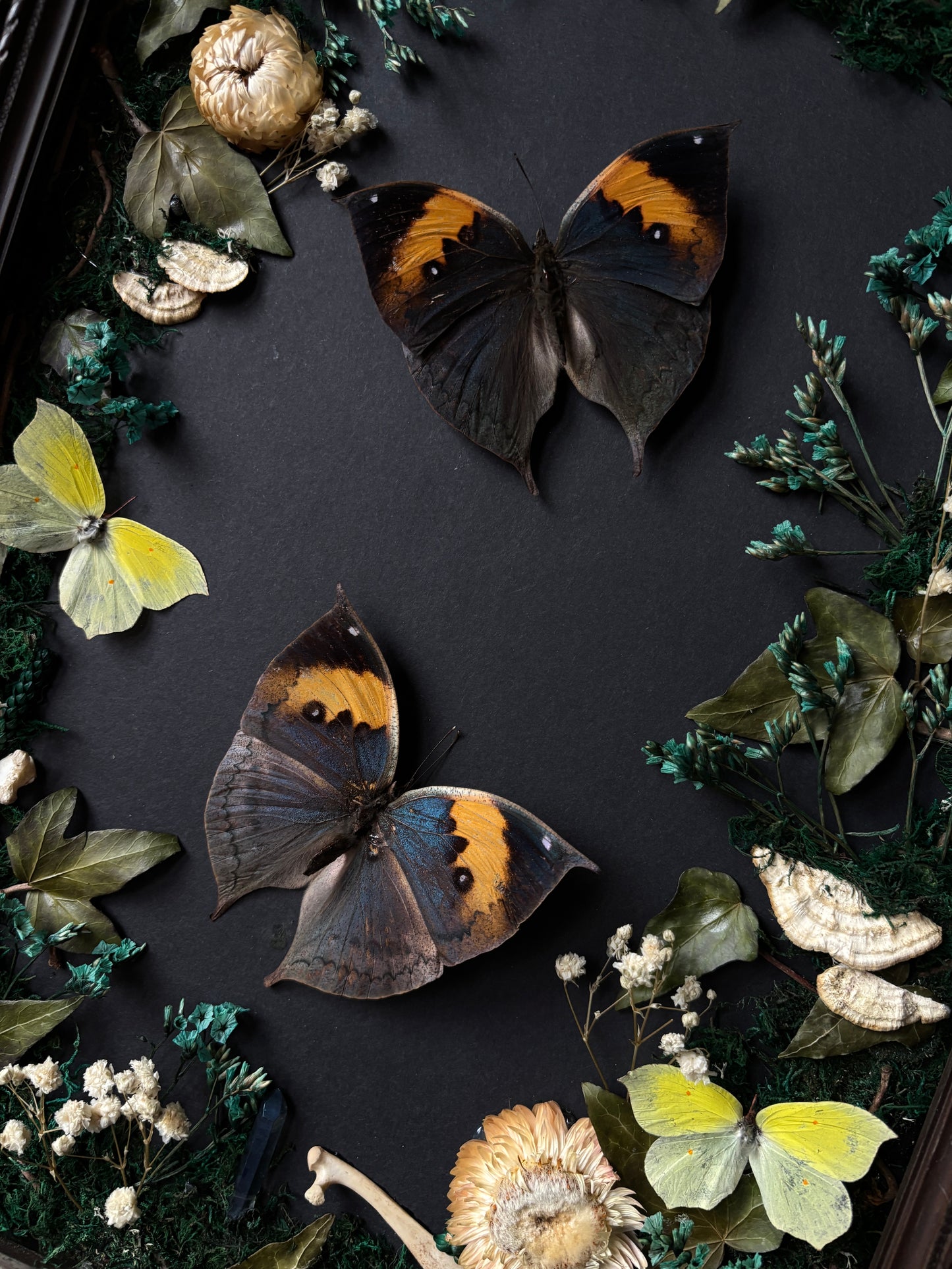 Forest remains | Vintage Wood Frame (55x26cm)