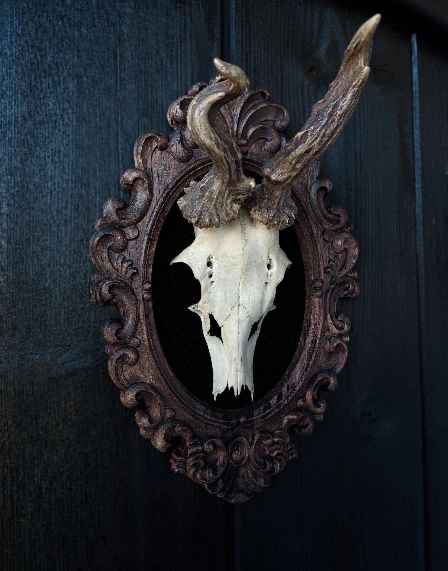 Twisted Antlers – Framed Skull (31 x 20 cm)