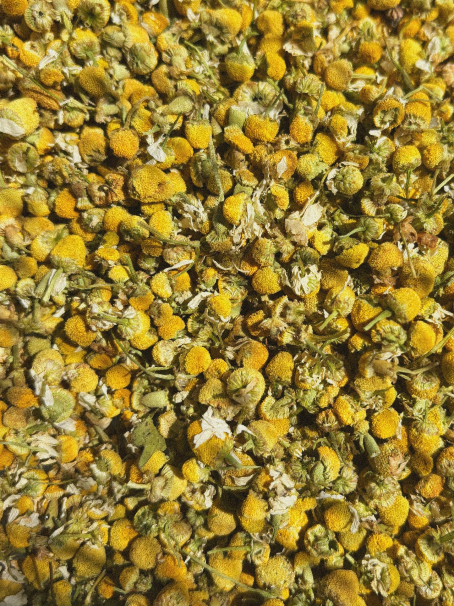 CHAMOMILE ✦ dried flowers (25g)