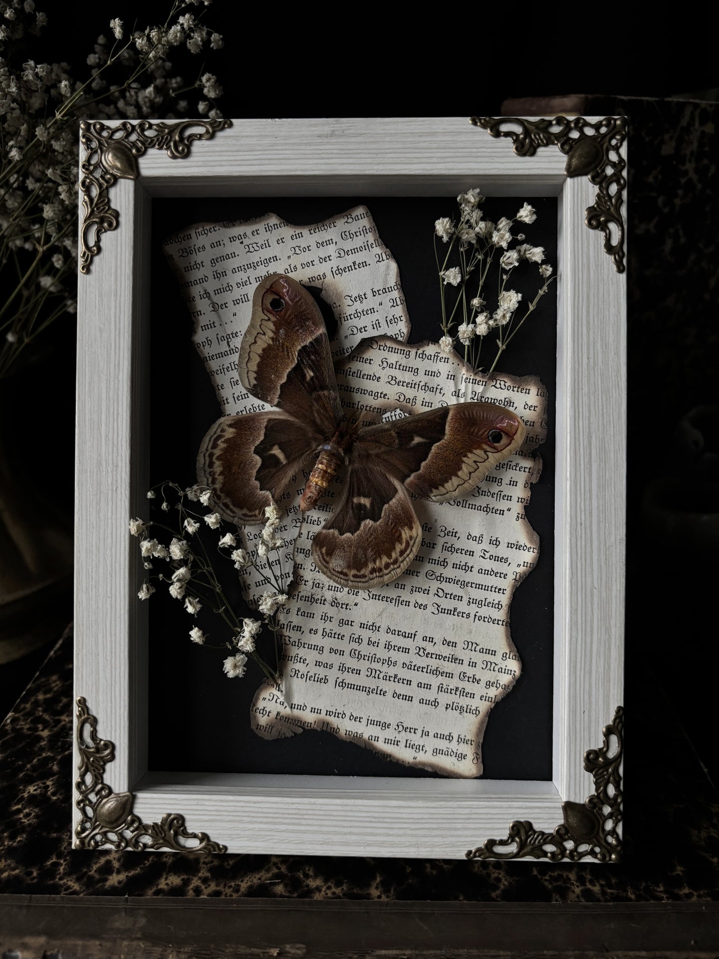 „Alchemy of Flight“ - Callosamia promethea (18x13cm)