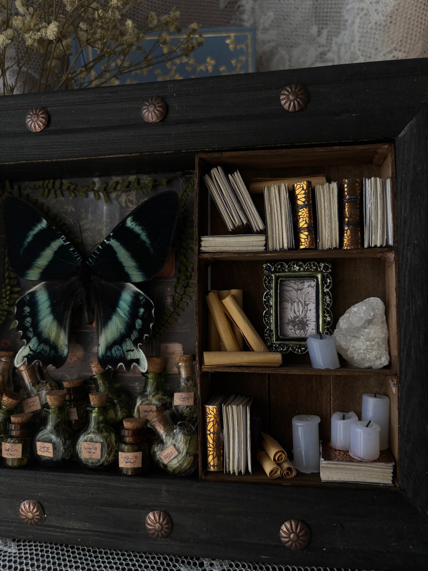 „Alchemy“ – Miniature Witch’s Cabinet - Alcides orontes (23x18cm)