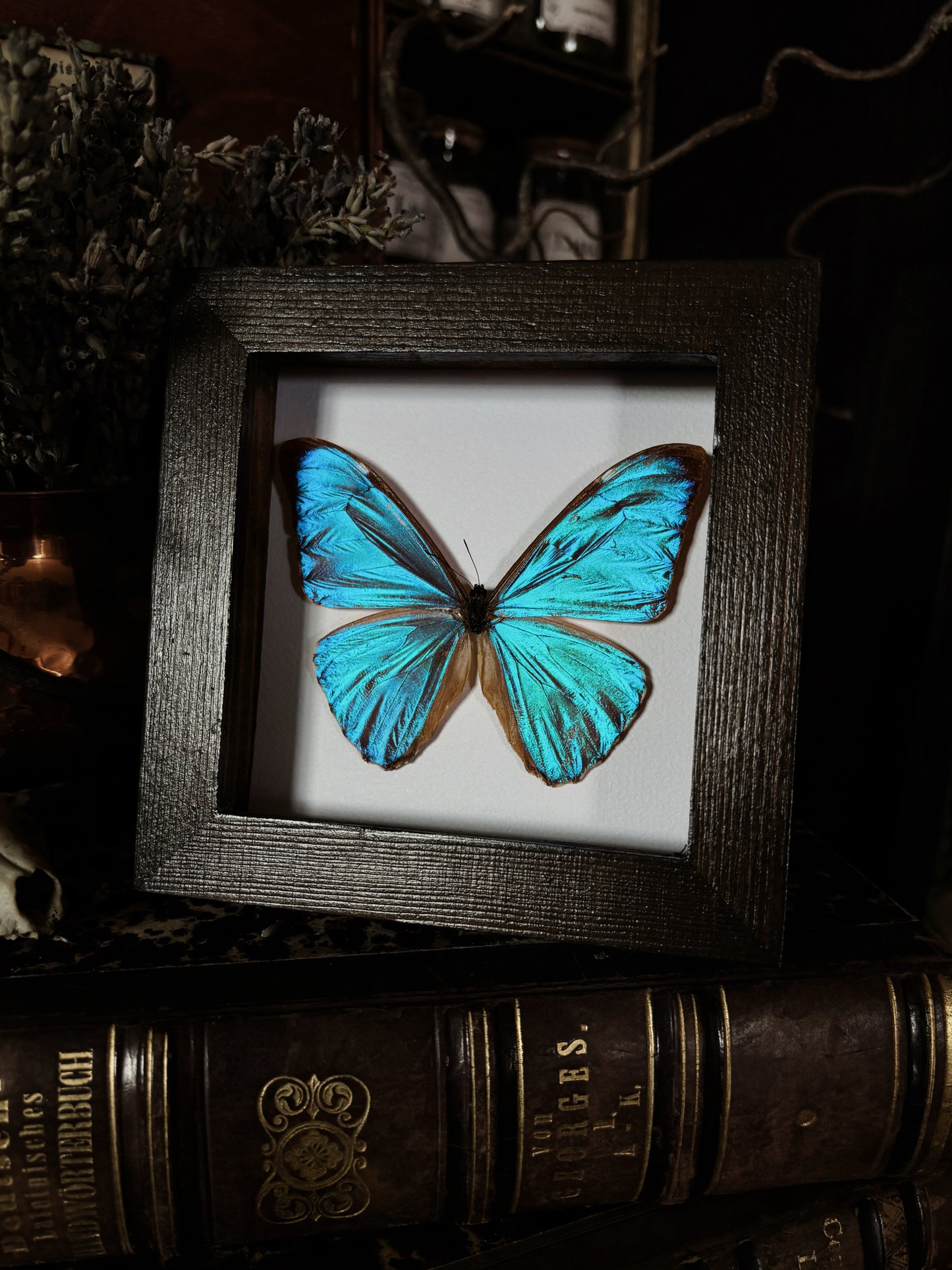 Morpho aurora lamasi | Wings of Whimsy Collection (12x12cm)