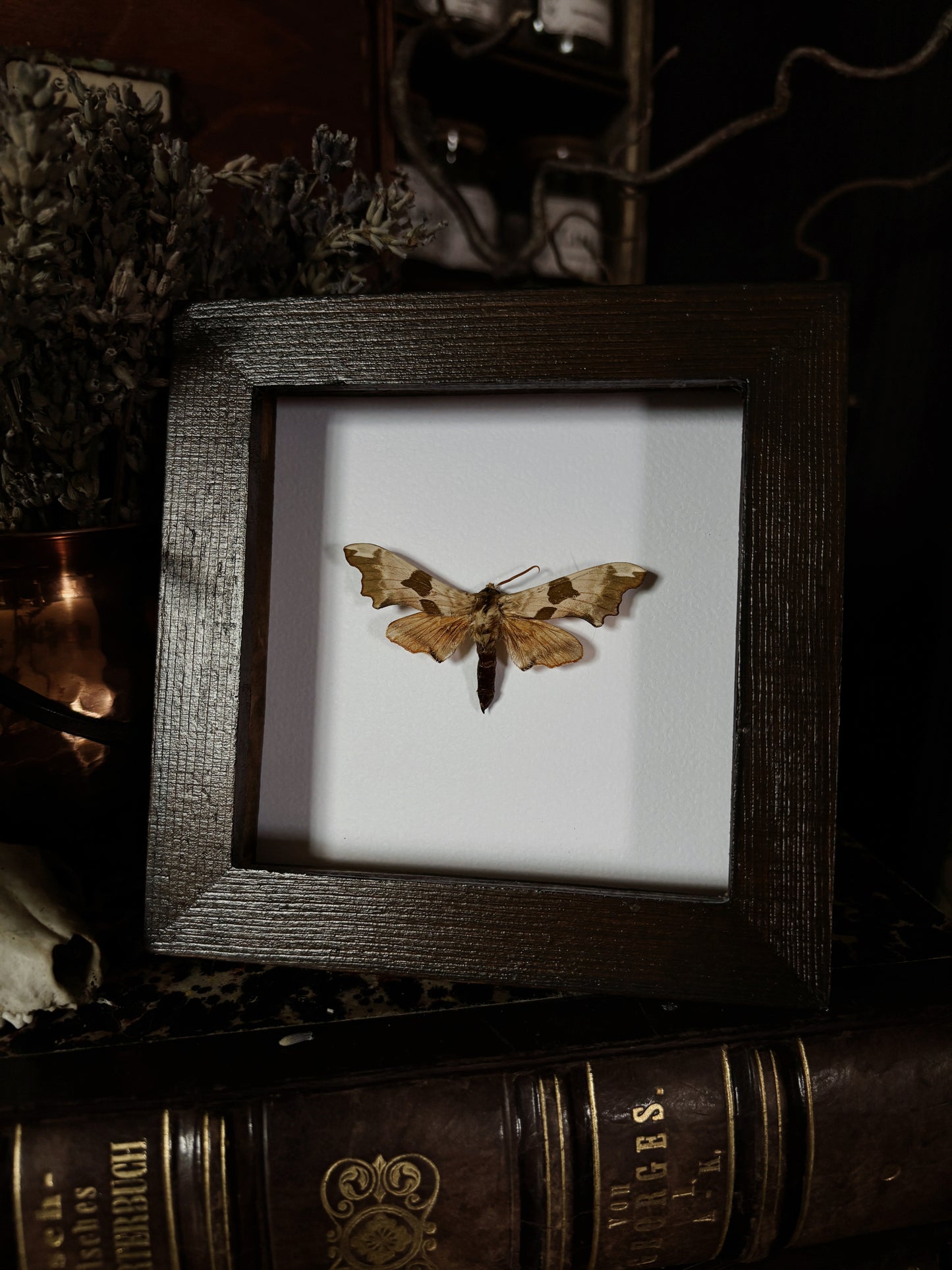 Mimas tiliae | Wings of Whimsy Collection (12x12cm)