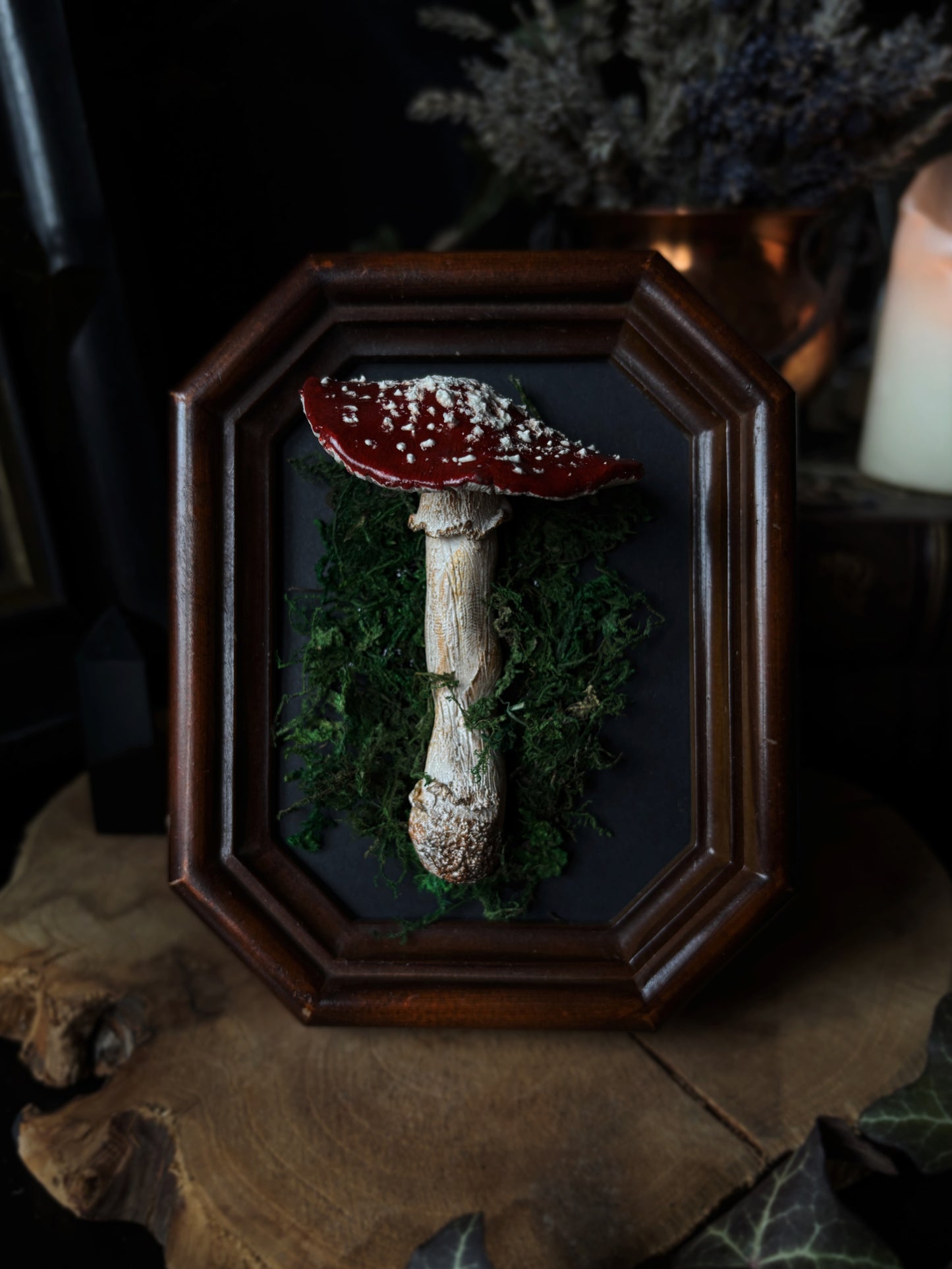 🍄 Fly Agaric Mushroom (Amanita muscaria)