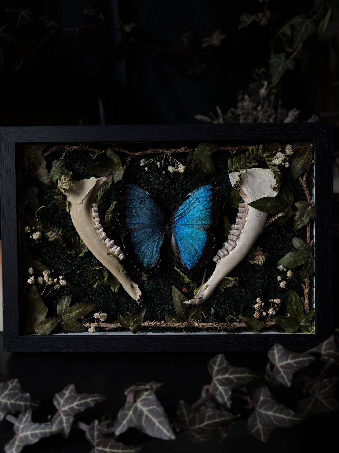 Morpho Helenor | Large Framed Specimen with Bone & Botanicals (30x20cm)