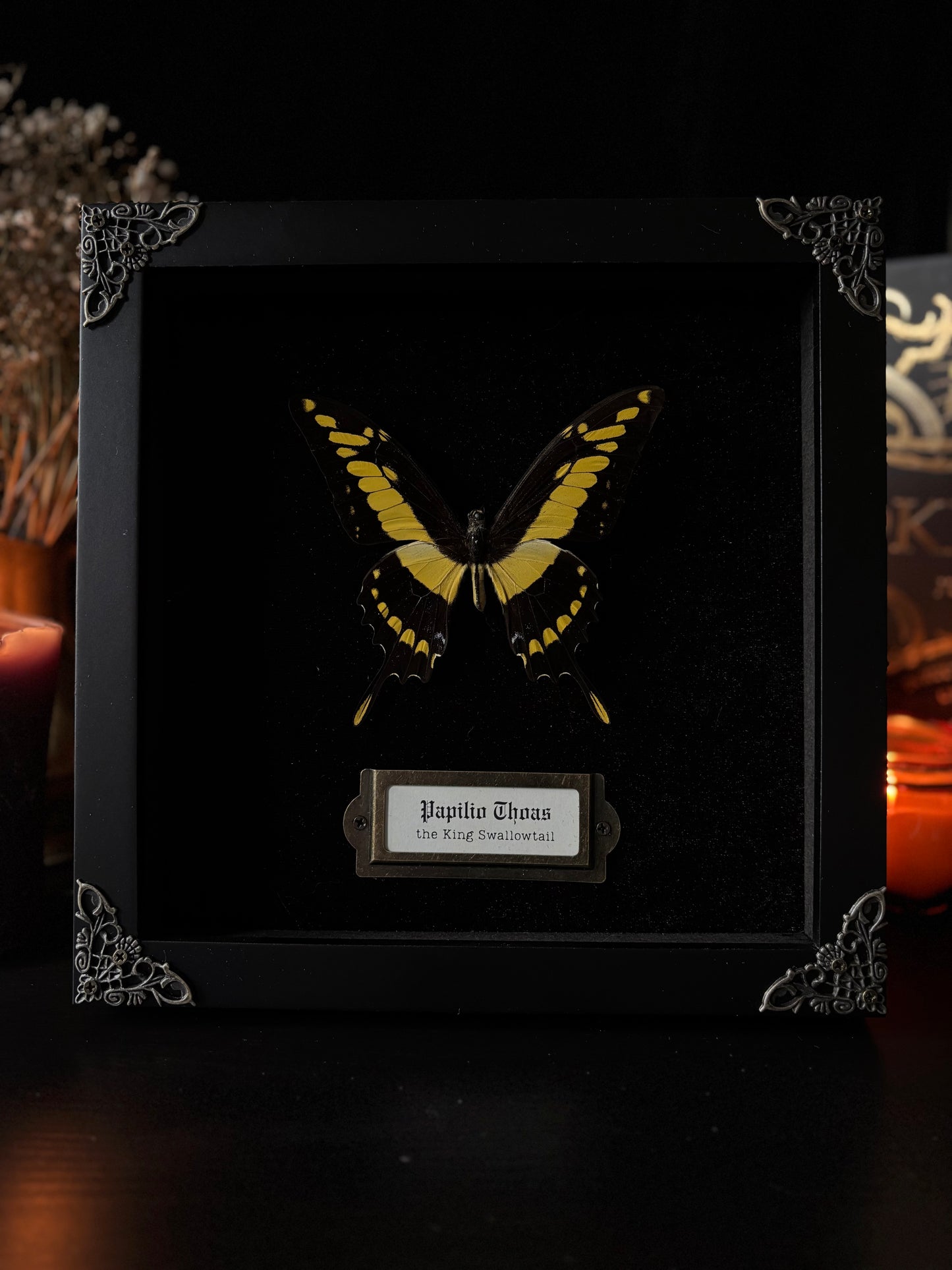 Papilio thoas — Antique Velvet Frame Collection (20x20cm)