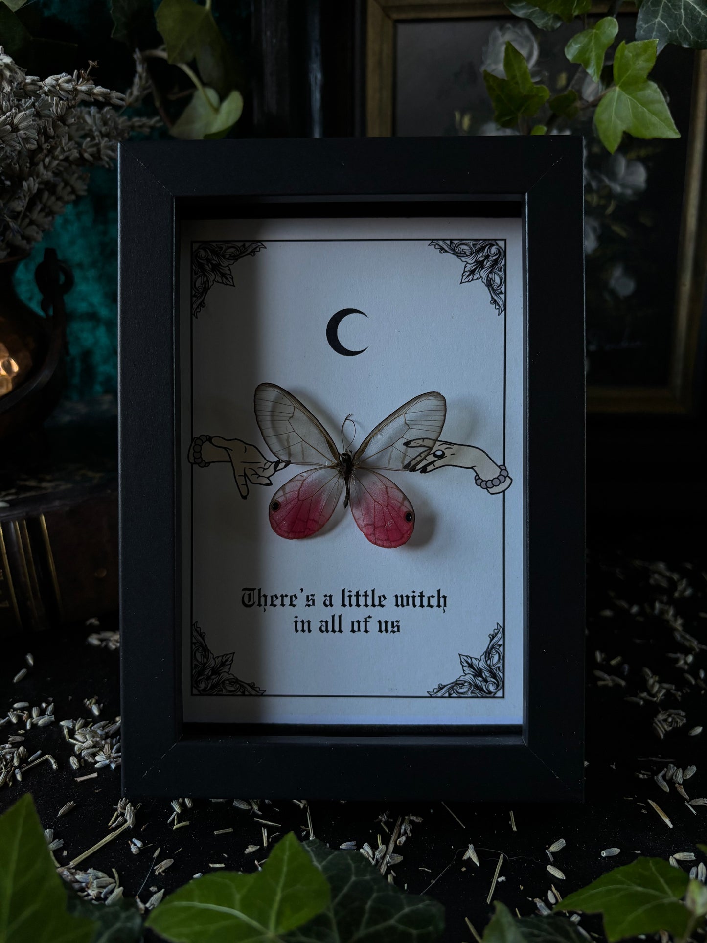 „To be a witch“ - Cithaerias aurorina (15x10 cm)