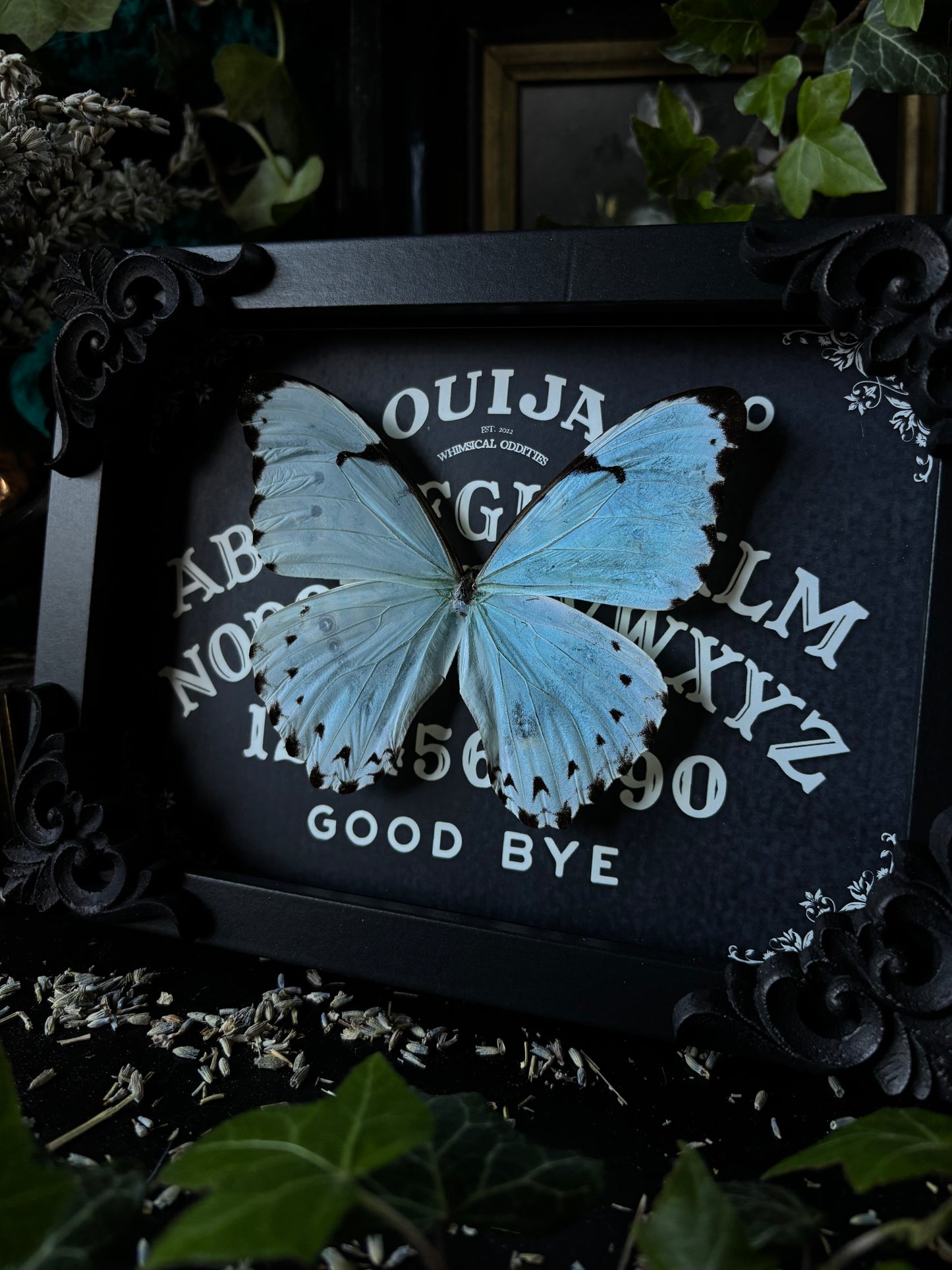 „Ouijah board" - Morpho catenarius (18x13cm)
