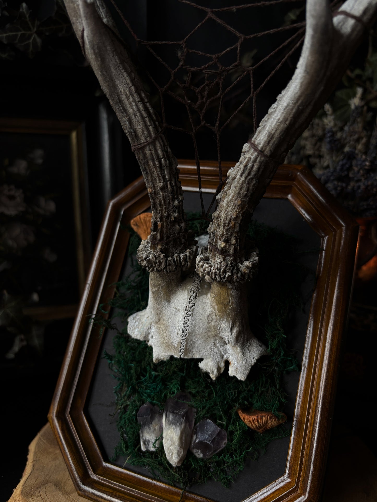 Spiderweb Antler Skull Frame – Gods of the Forest VI (Vintageframe, 20x15cm)