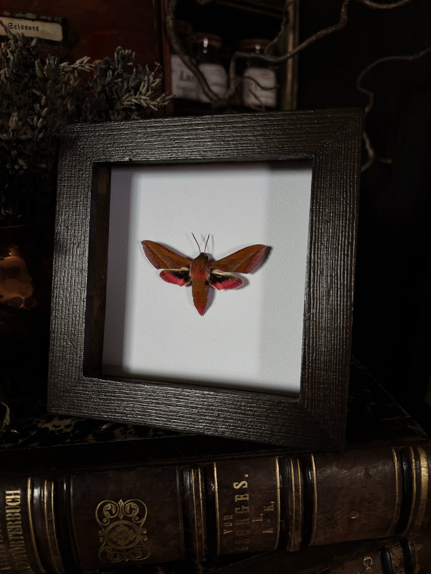 Deilephila elpenor | Wings of Whimsy Collection (12x12cm)