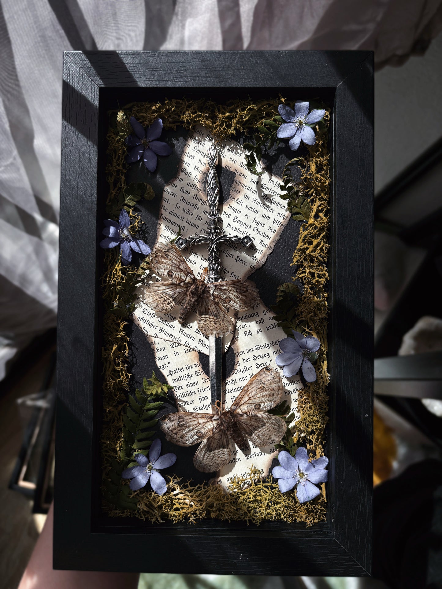 Sword Frame – Brahmaea europaea (22x12cm)