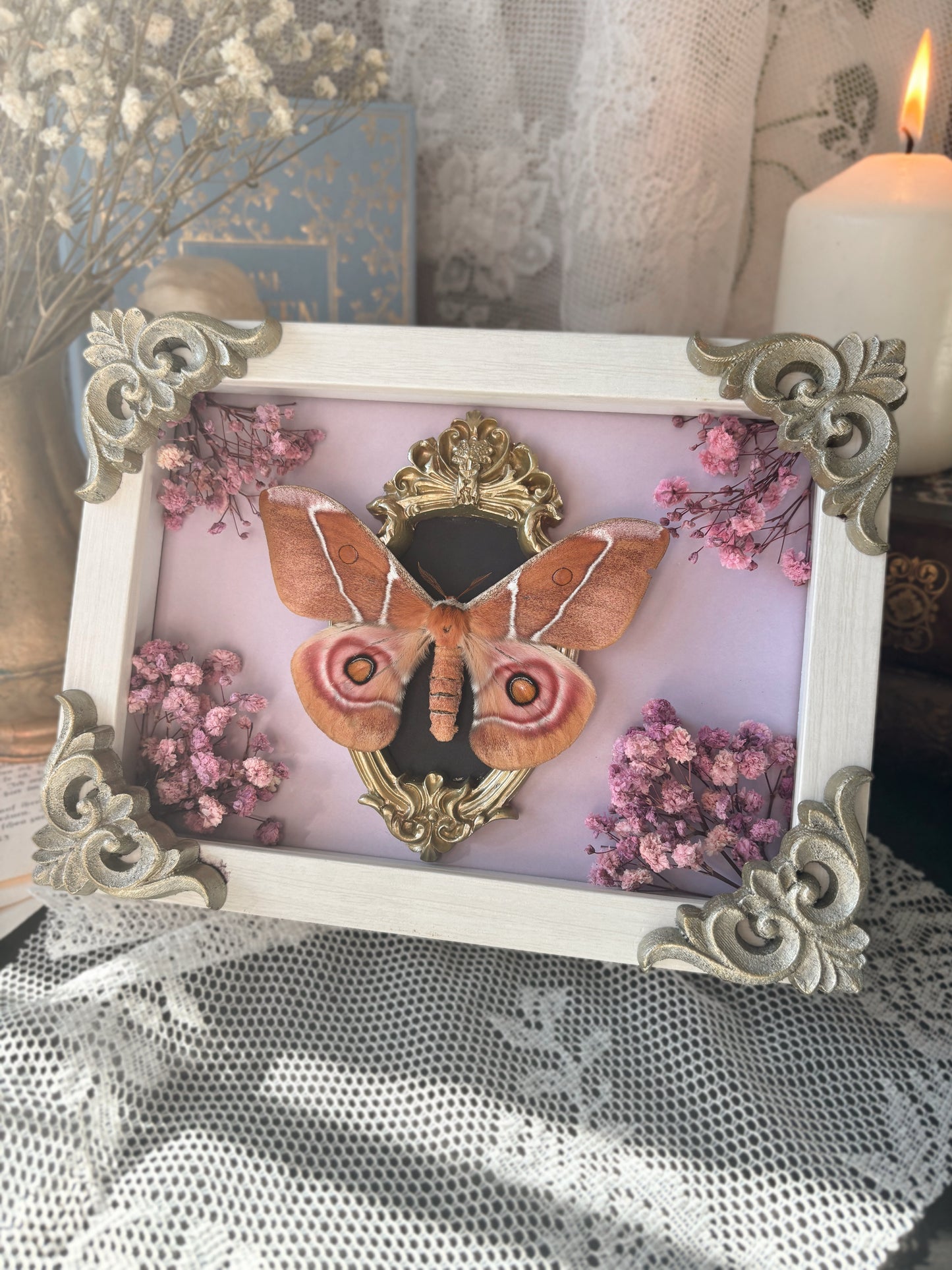 „Blushing” - Antherina suraka (18x13cm)