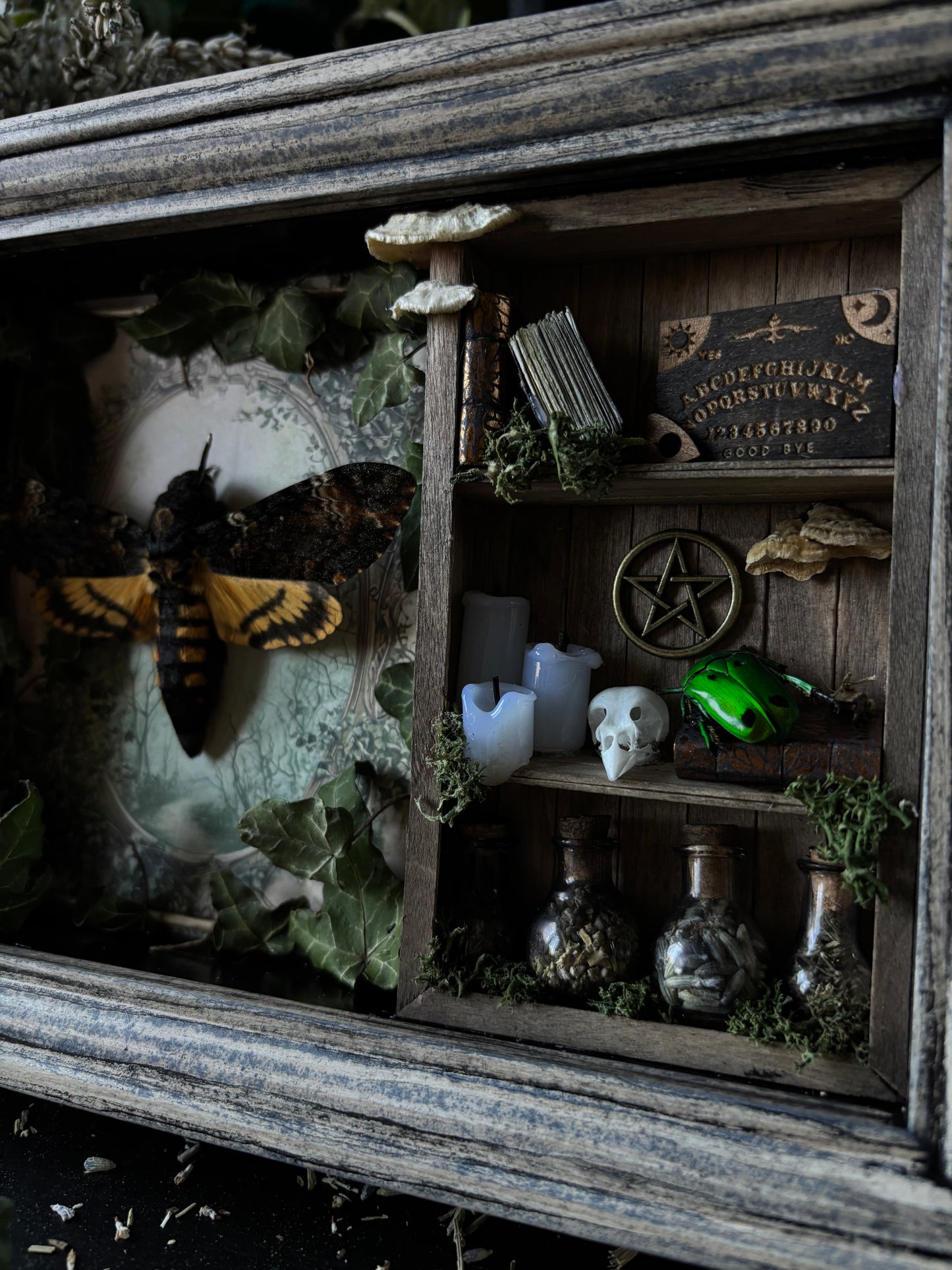 „Witches lair“ Apothecary cabinet - Acherontia Atropos