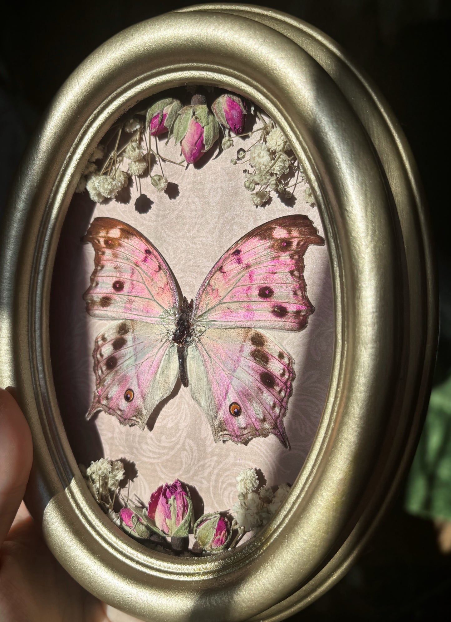 Imperial Rose Cabinet - Salamis parhassus (20x15cm) (Vintage wood frame)