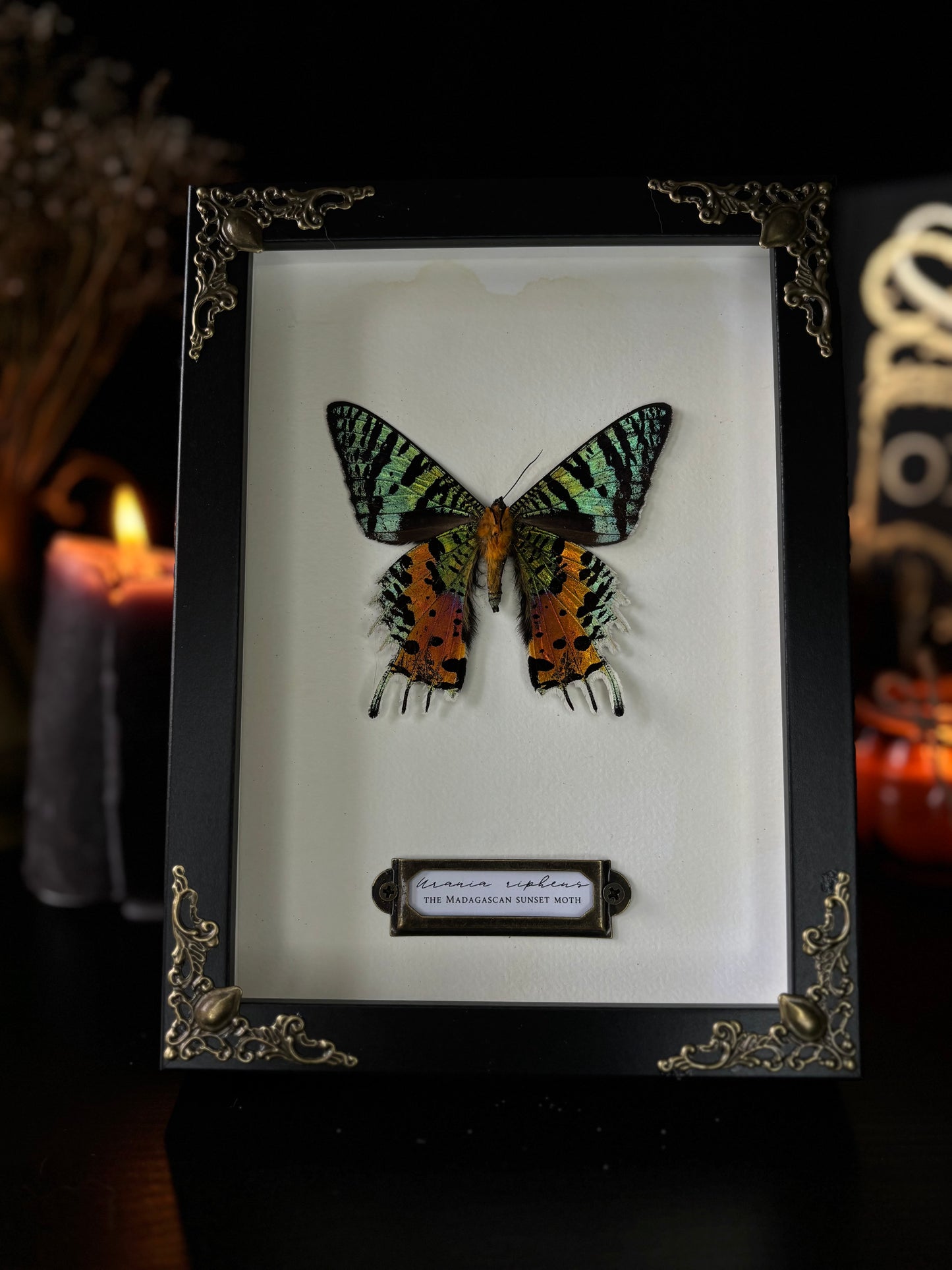 Urania ripheus (18x13cm)
