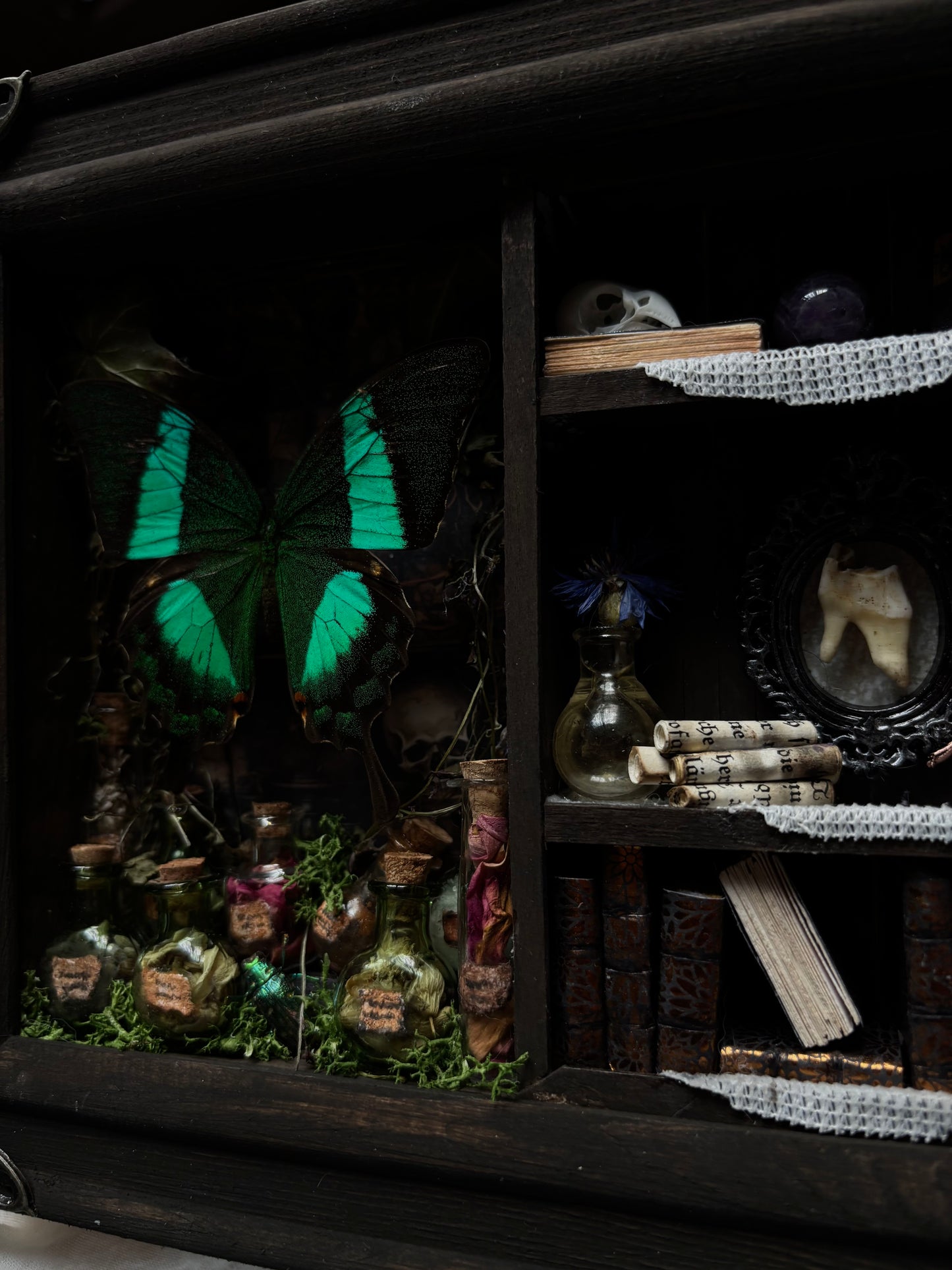 Miniature Witch’s Apothecary Shadow Box | Butterfly Curio Cabinet (23x18cm)