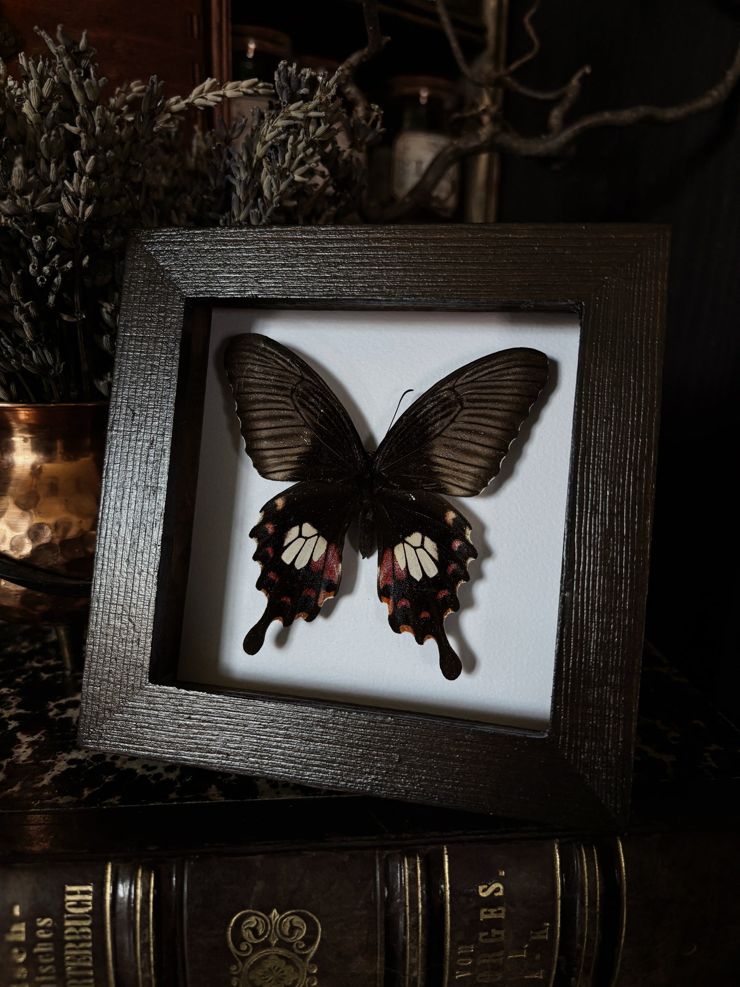 Pachliopta aristolochiae | Wings of Whimsy Collection (12x12cm)