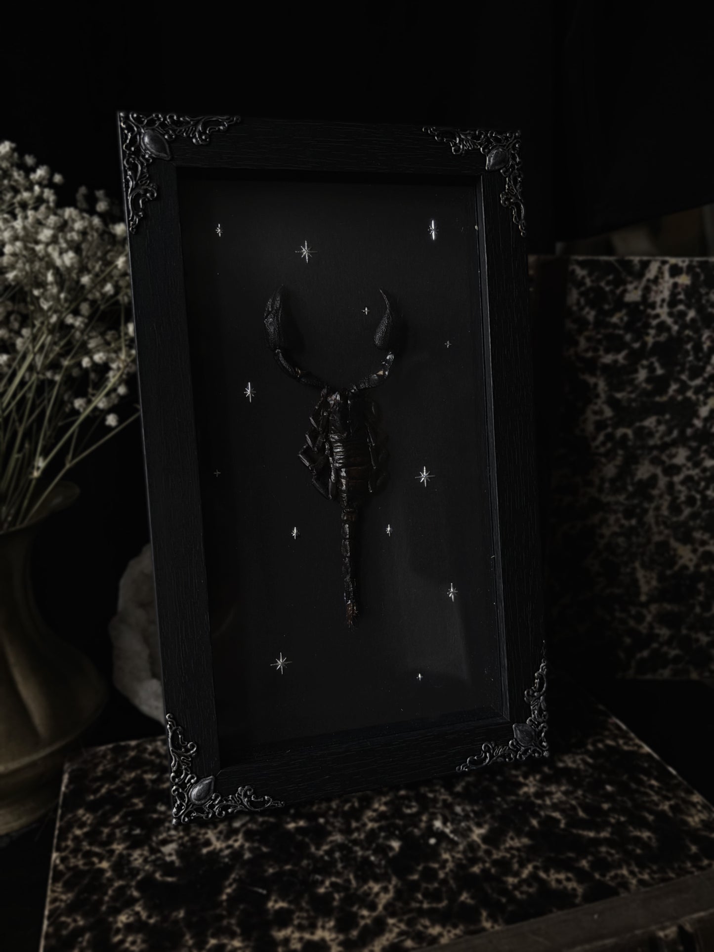 „Starstruck“ Heterometrus cyaneus (23x12cm)