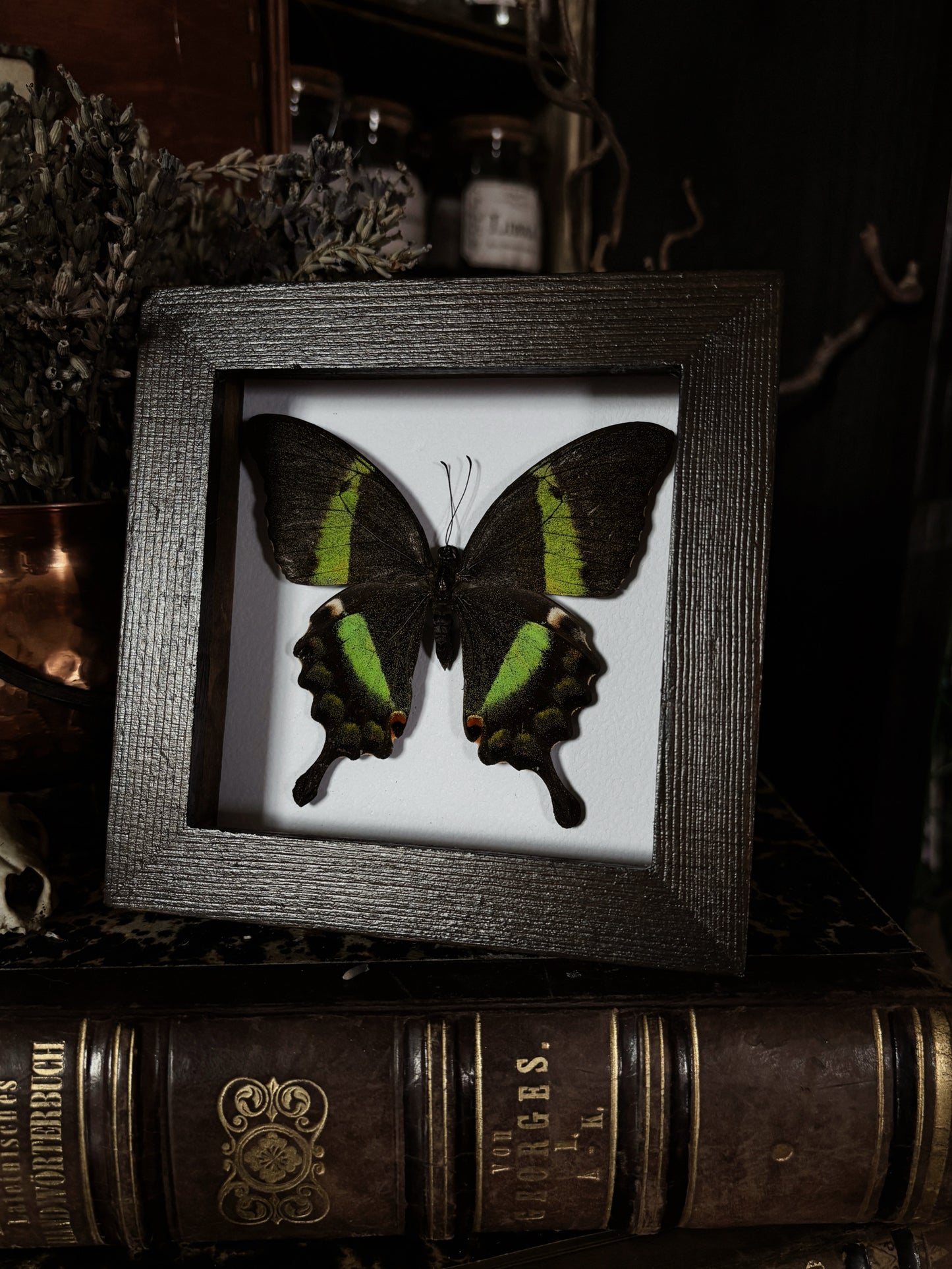 Papilio palinurus | Wings of Whimsy Collection (12x12cm)