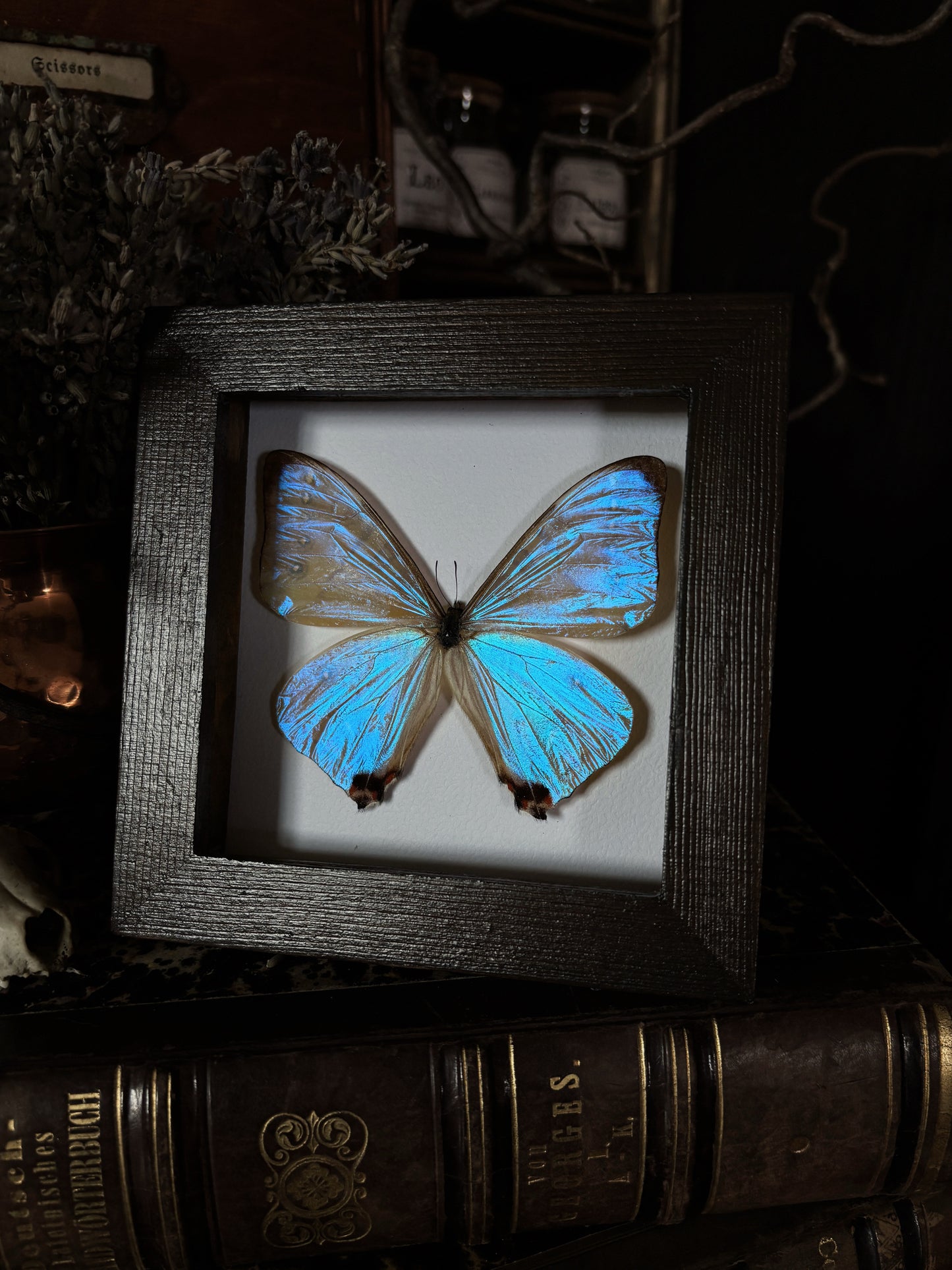 Morpho sulkowski lympharis| Wings of Whimsy Collection (12x12cm)