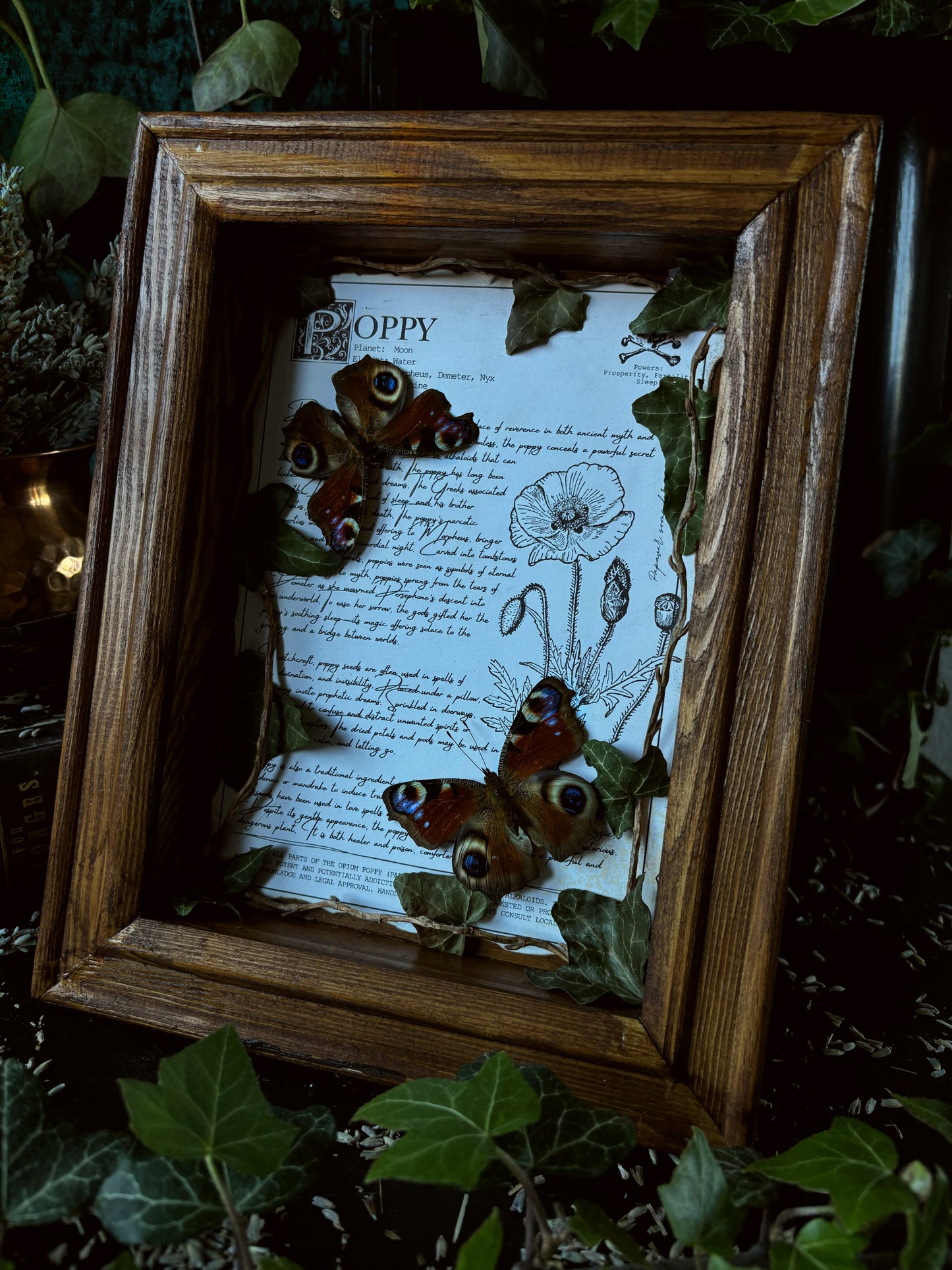 Poppy Frame – "Inachis io" (24x18cm)