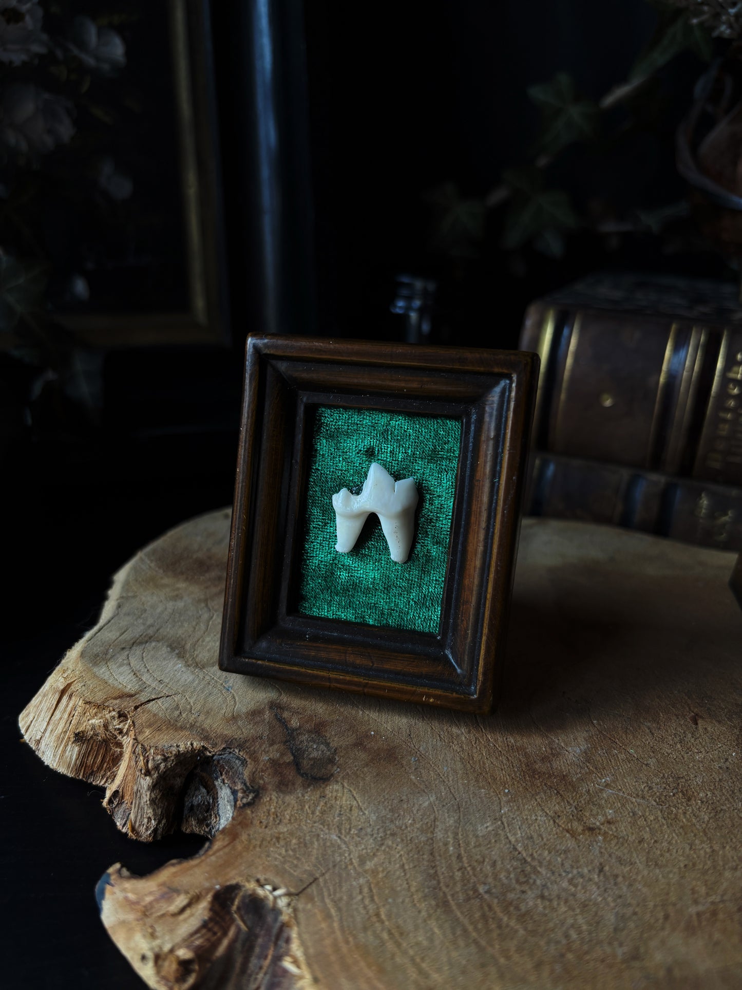 Fox Tooth (Vintage frame 7x5cm)