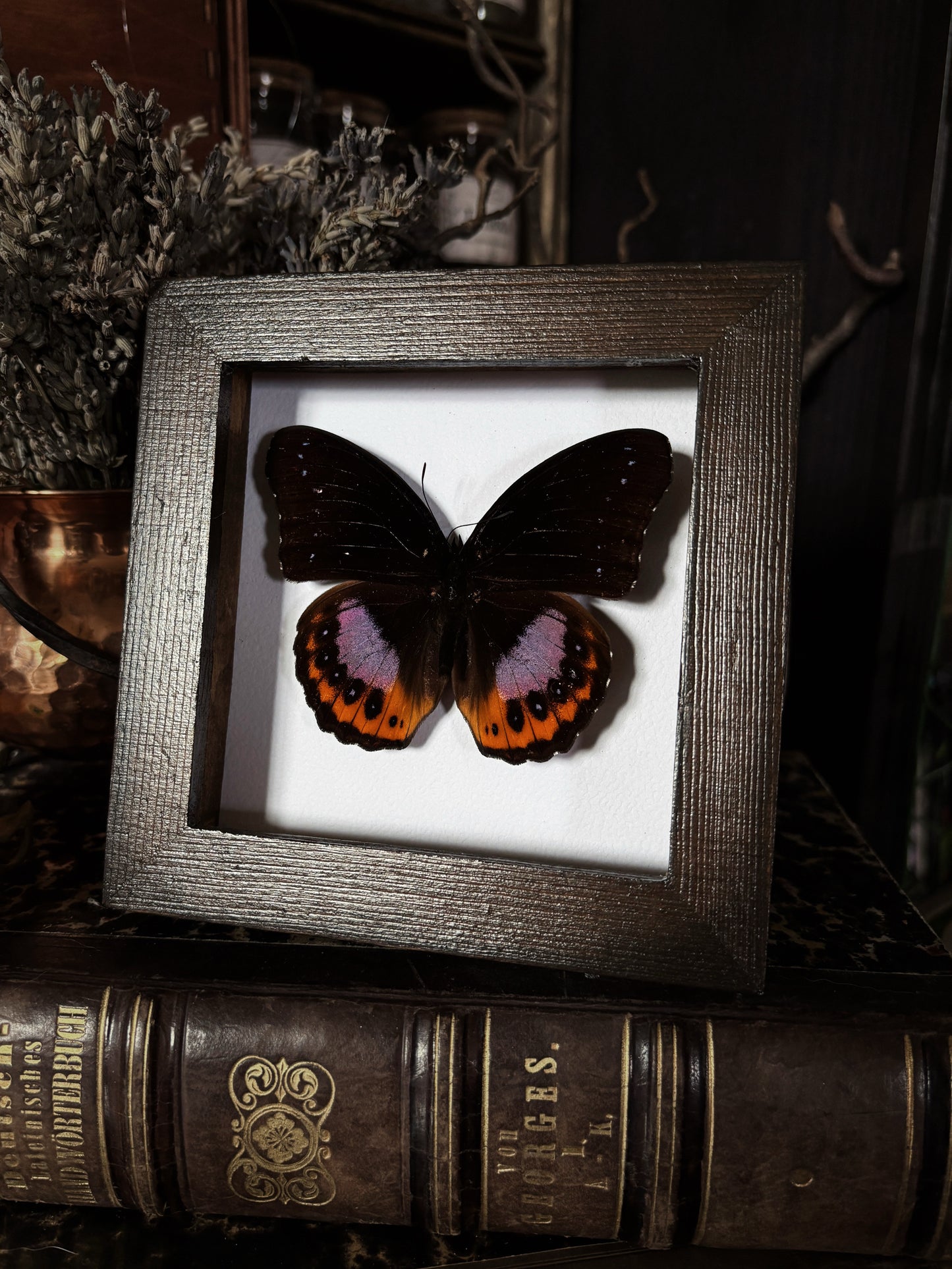 Hypolimnas pandarus | Wings of Whimsy Collection (12x12cm)