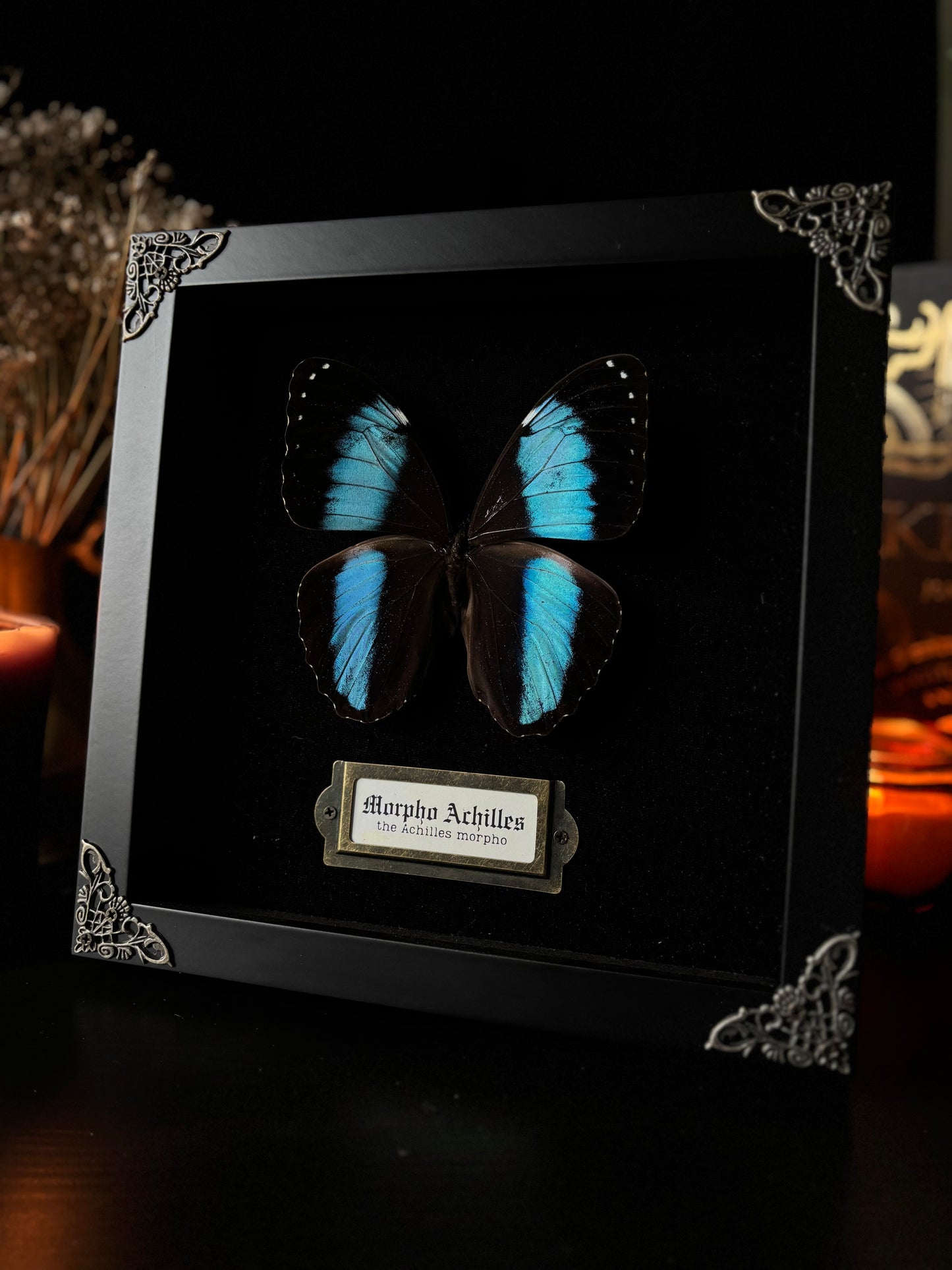 Morpho achilles — Antique Velvet Frame Collection (20x20cm)