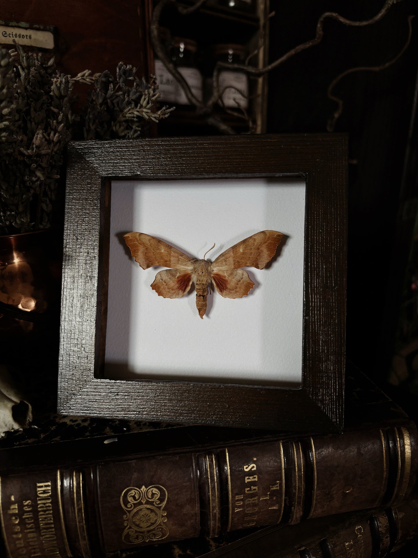 Laothoe populi | Wings of Whimsy Collection (12x12cm)