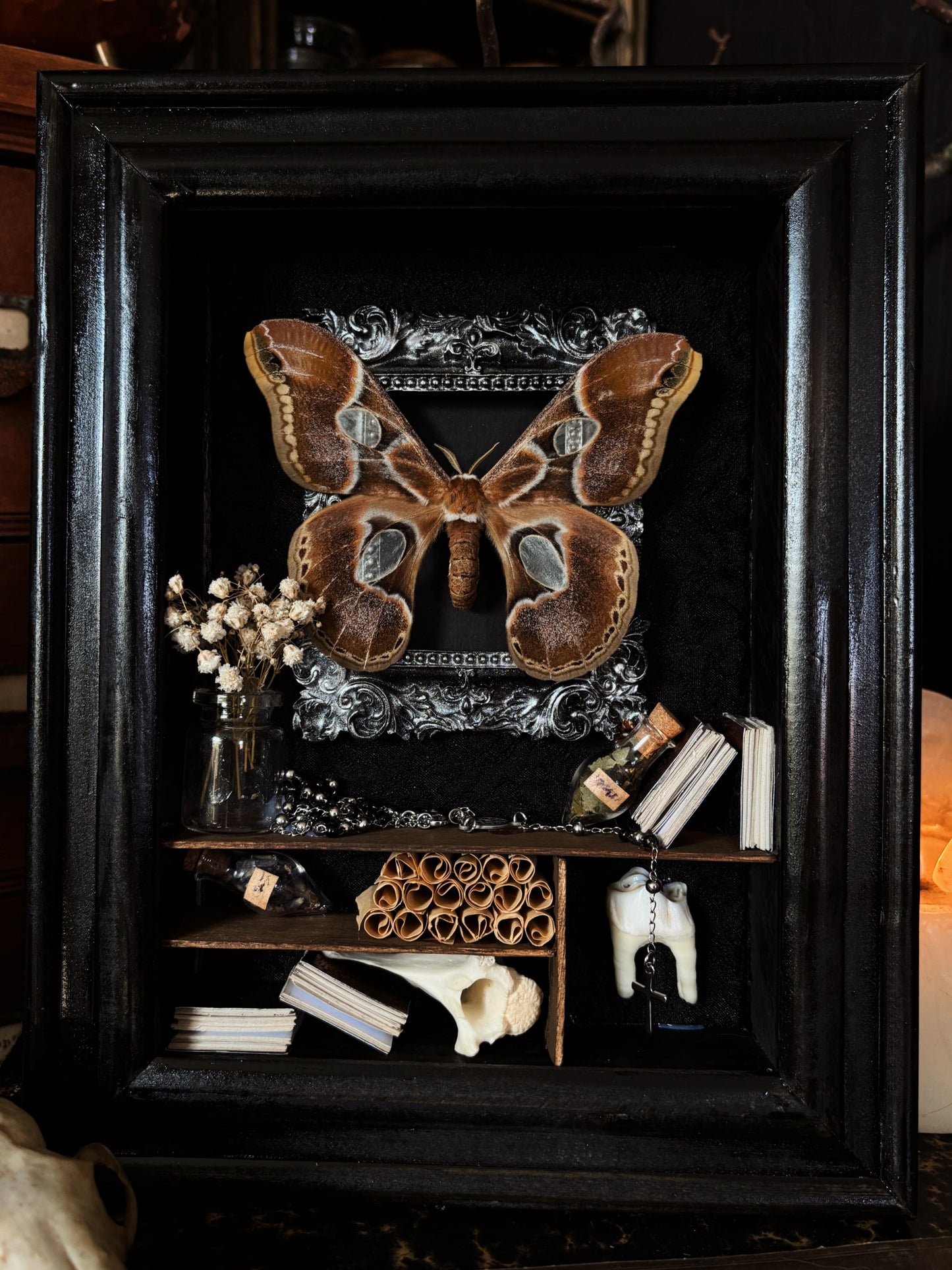Antique Moth Cabinet | Rothschildia lebeau (18x13cm)