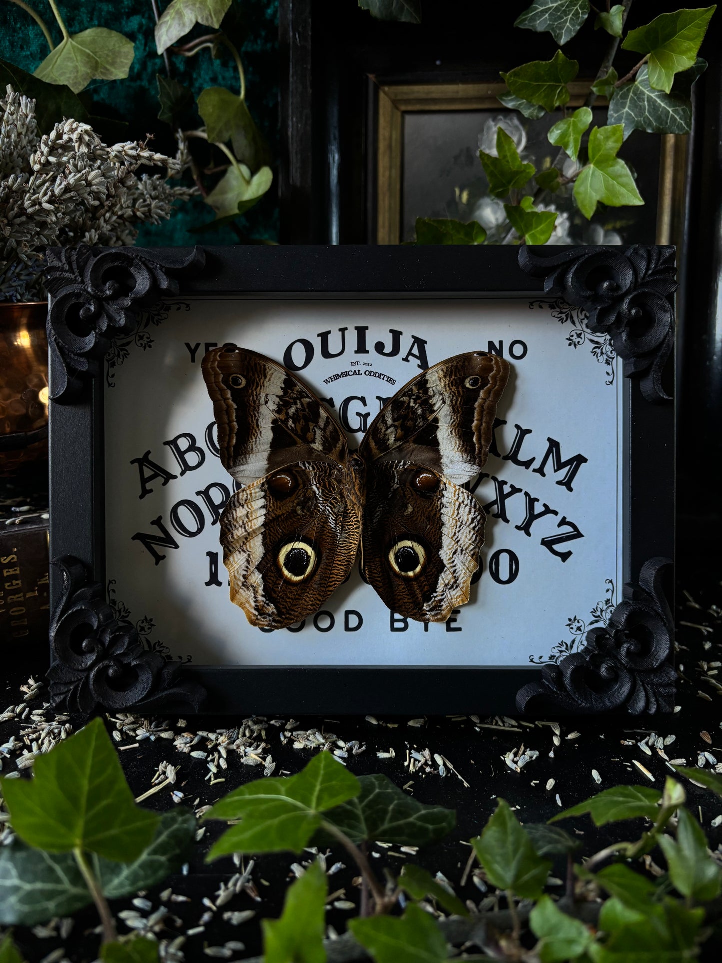 „Ouijah board" - Caligo (18x13cm)