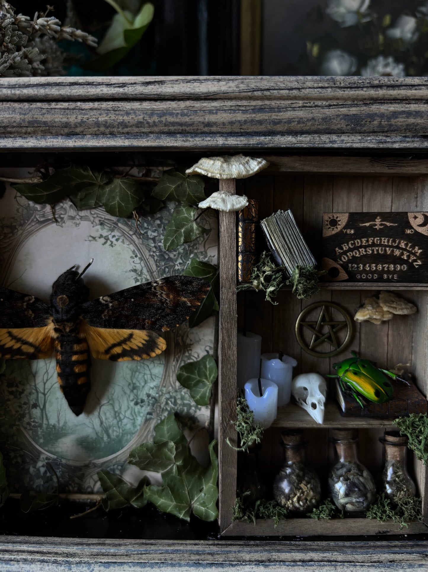 „Witches lair“ Apothecary cabinet - Acherontia Atropos
