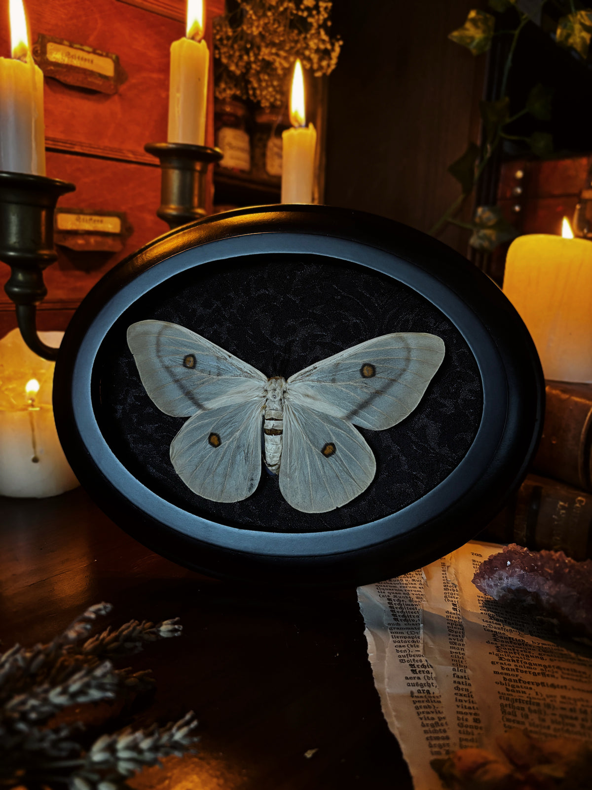 Ceranchia apollina (Ghostly silk moth) (18x13cm)