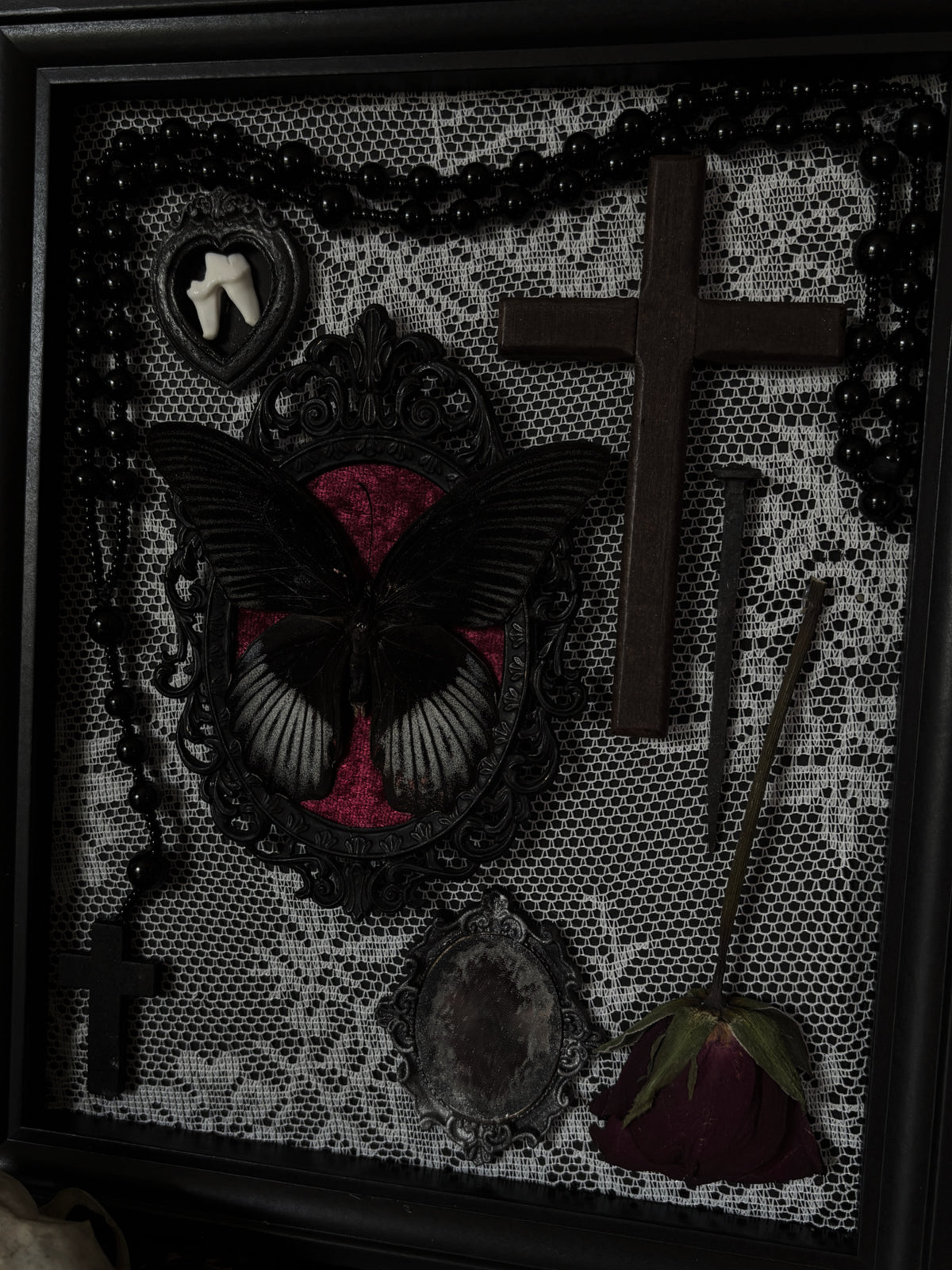 LACE RELICS – Papilio rumanzovia & Fox Tooth Gothic Frame (25x20cm)