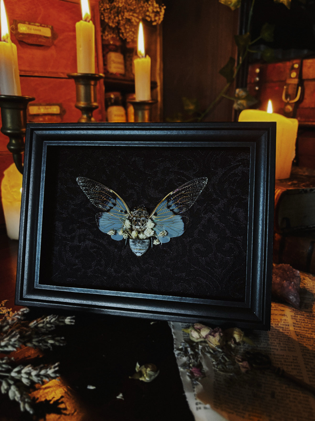 "An Echo from Beyond" - Ayuthia spectabilis (Ghost cicada)