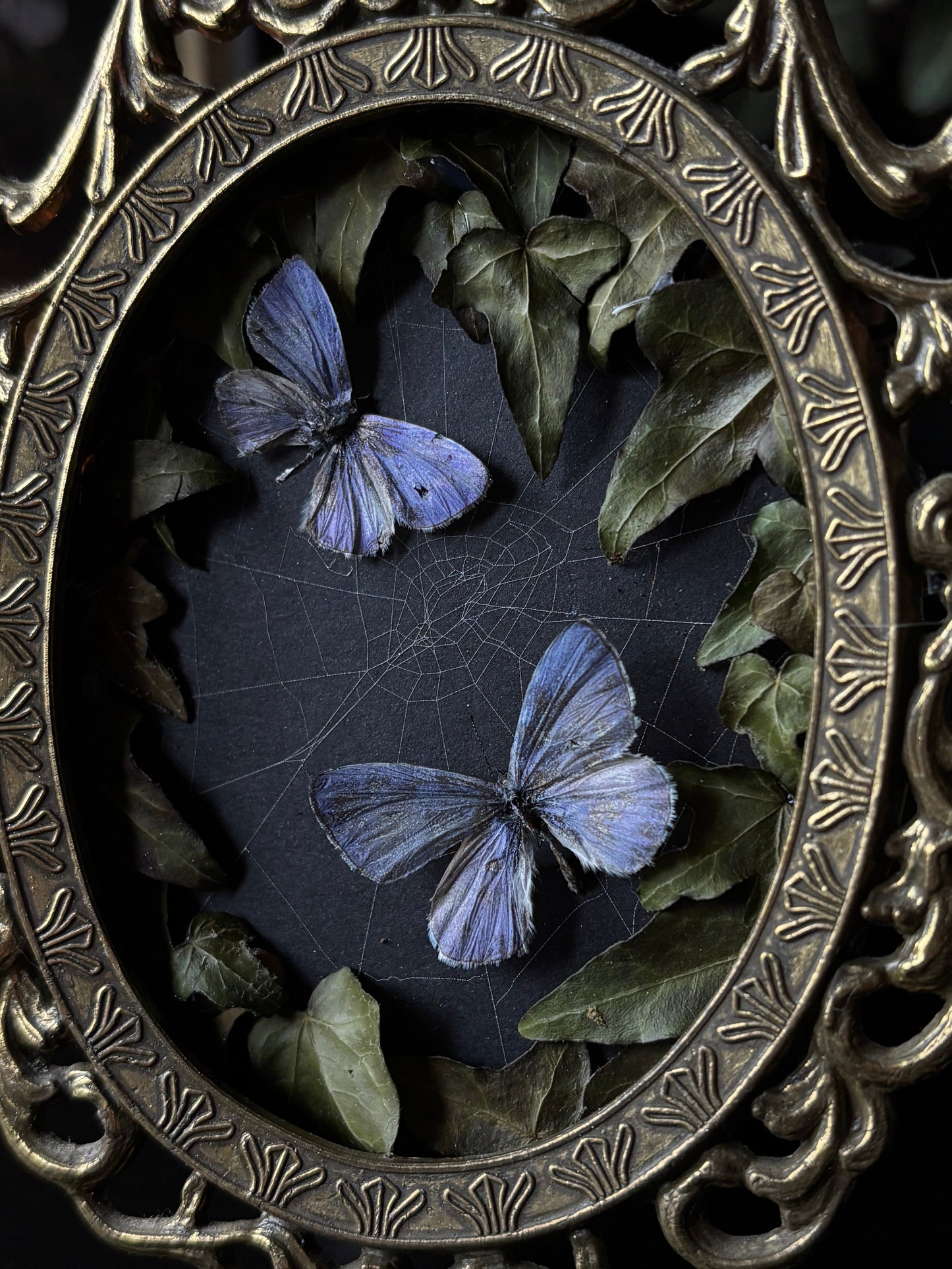 Blue Lycaenidae | Vintage Brass Frame (14x10cm)