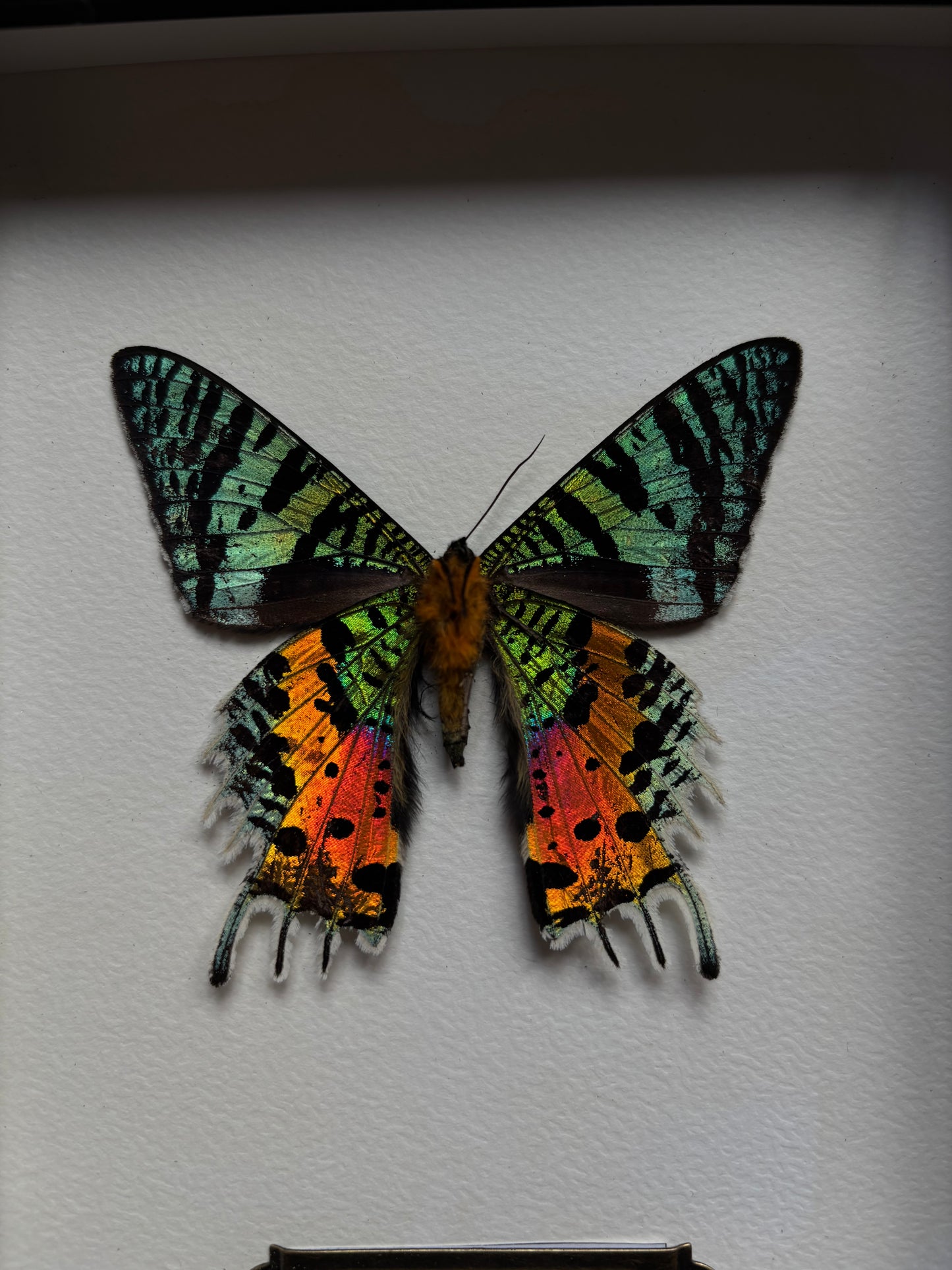 Urania ripheus (18x13cm)