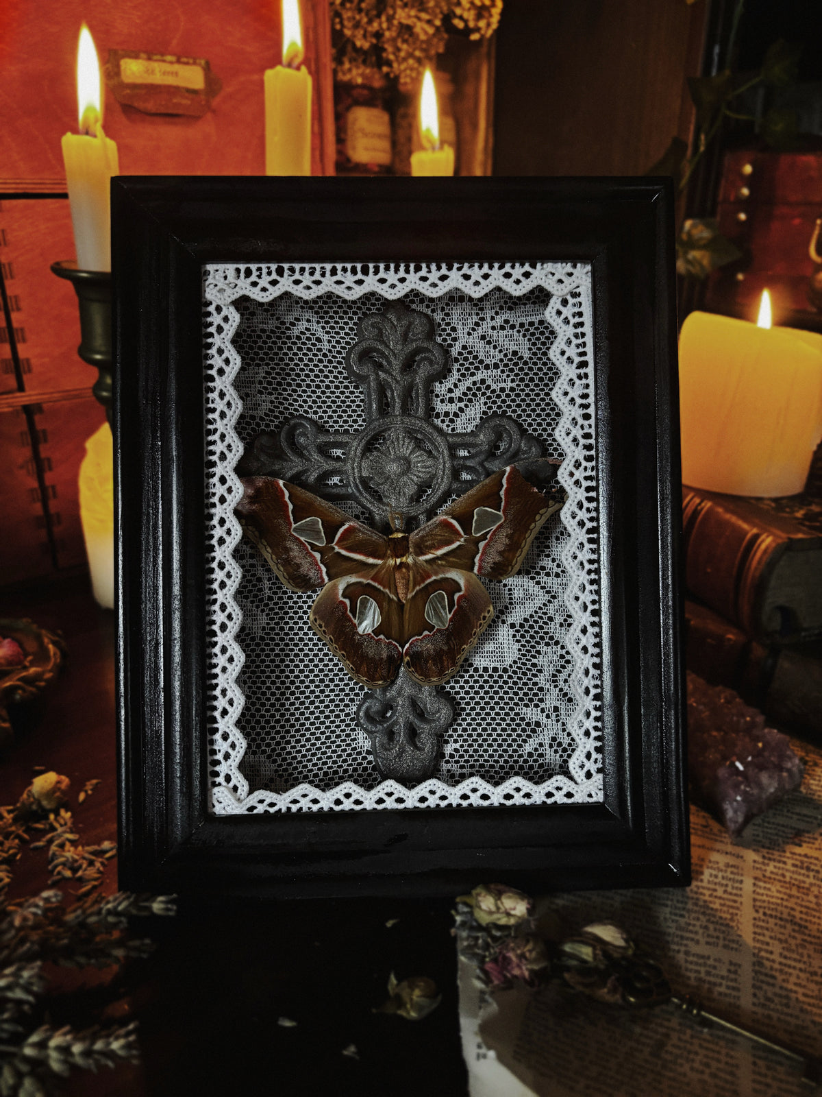 The mourning cross | Rothschildia moth (23x18cm)