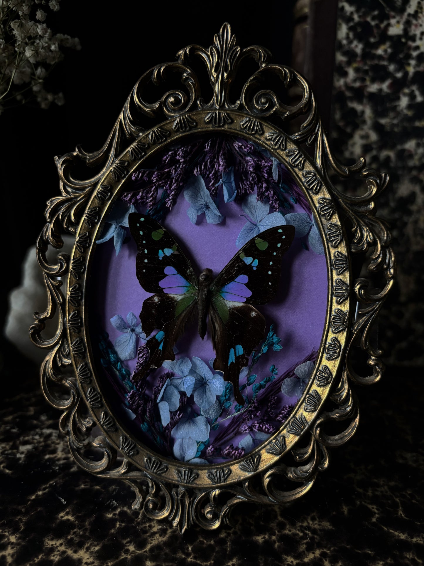 Graphium weiskei (Vintage)