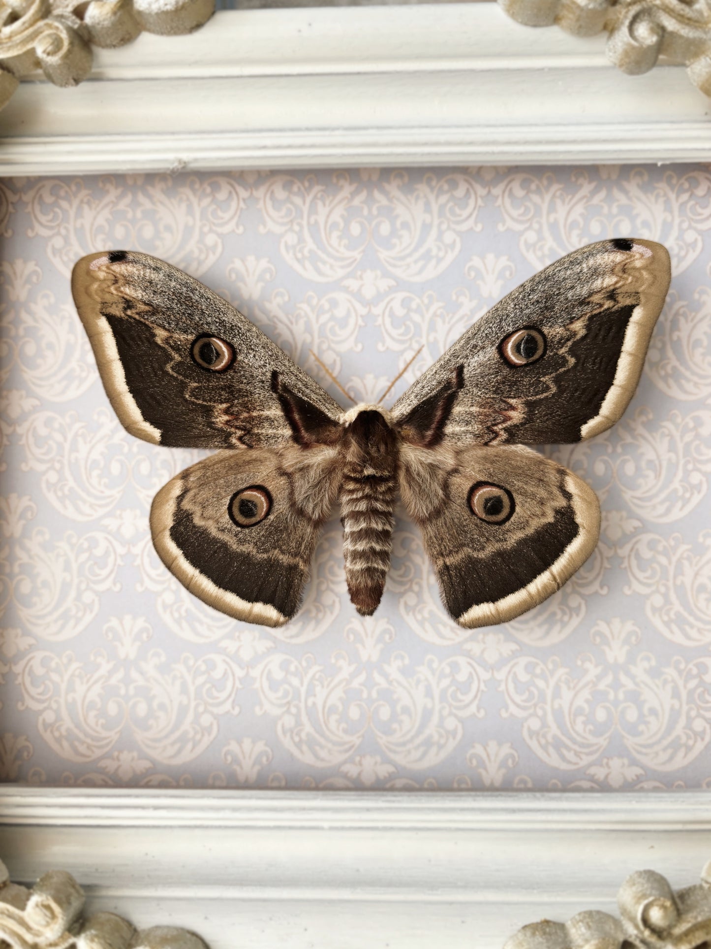 The Royal Study – Emperor Moth (21x18 cm) (Vintage wood frame)