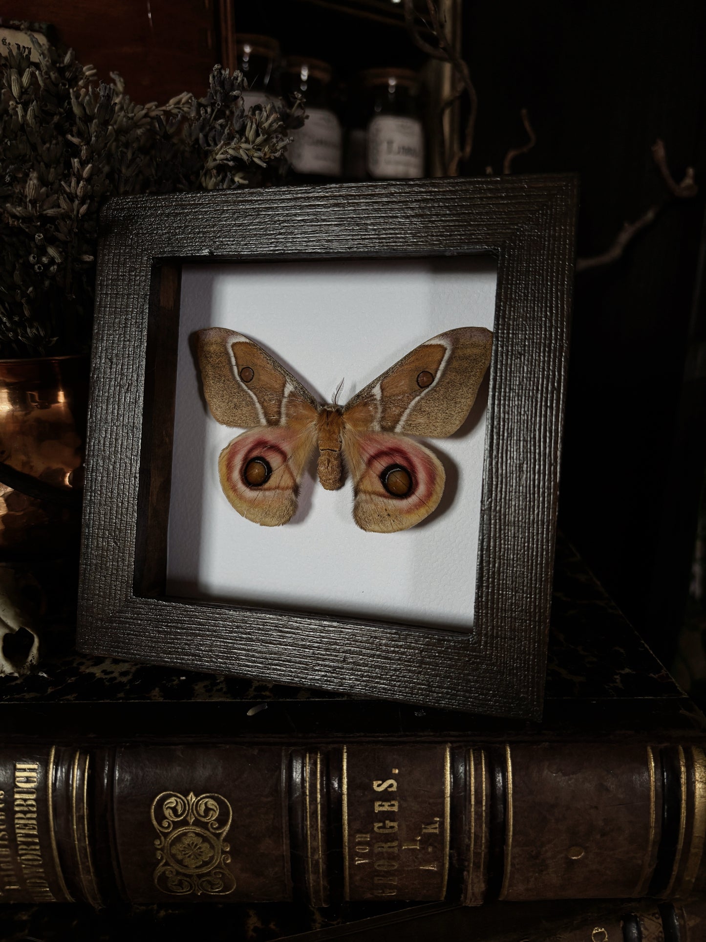 Antherina suraka | Wings of Whimsy Collection (12x12cm)