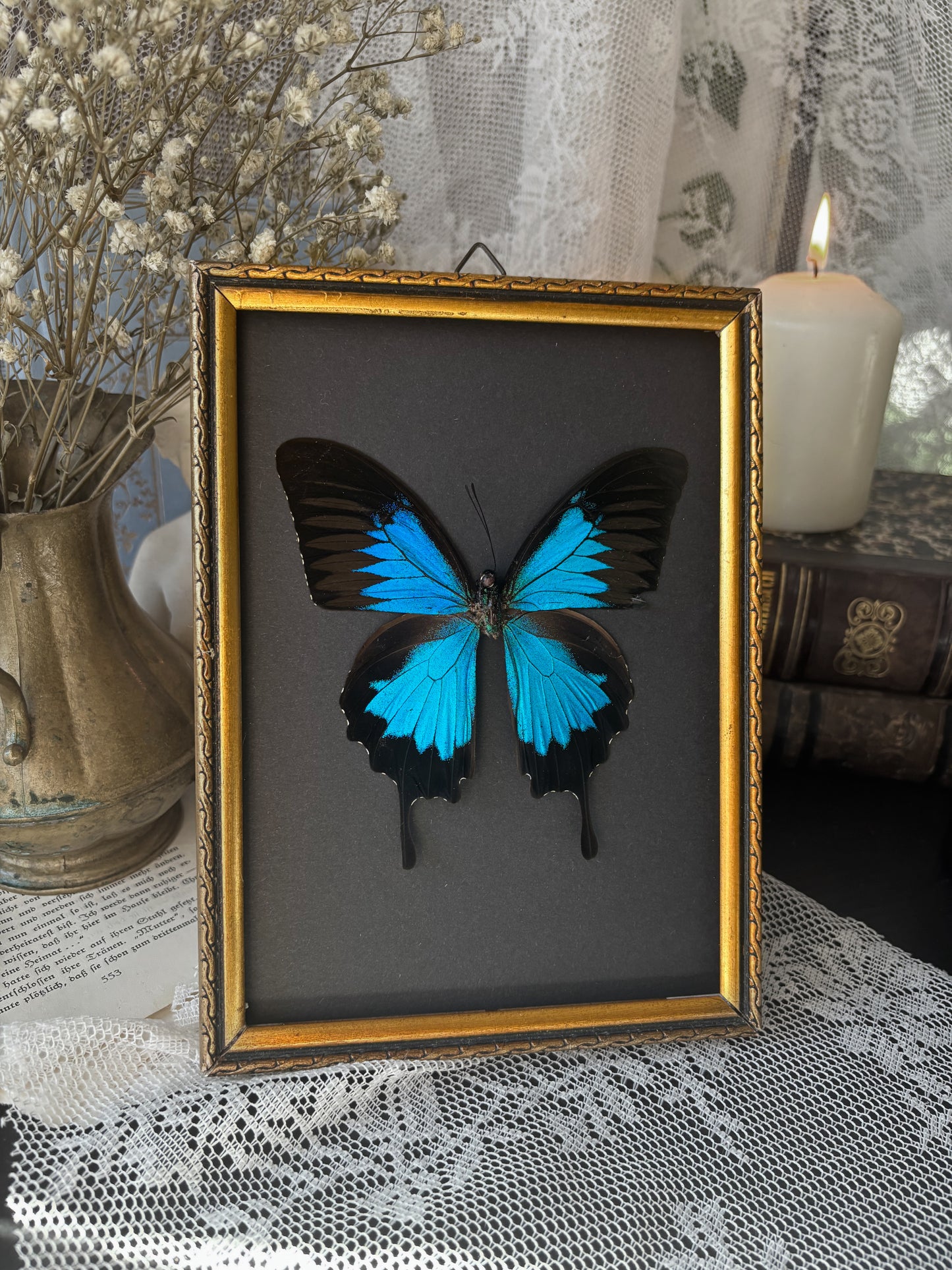 Sapphire Decree – Papilio ulysses (Vintage brass frame) (20x15cm)