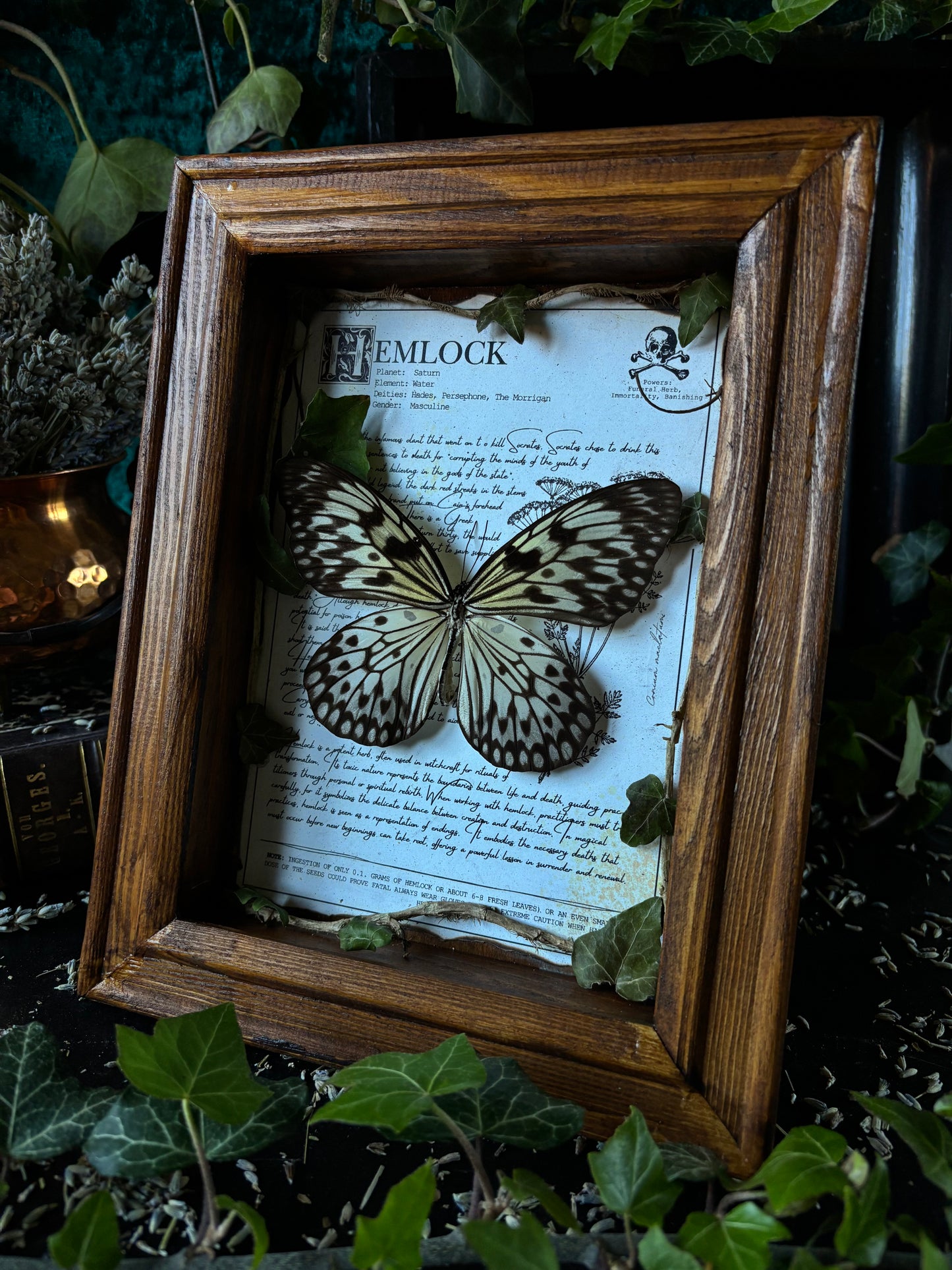 Hemlock Frame – "Idea leuconoe gordita" (24x18cm)