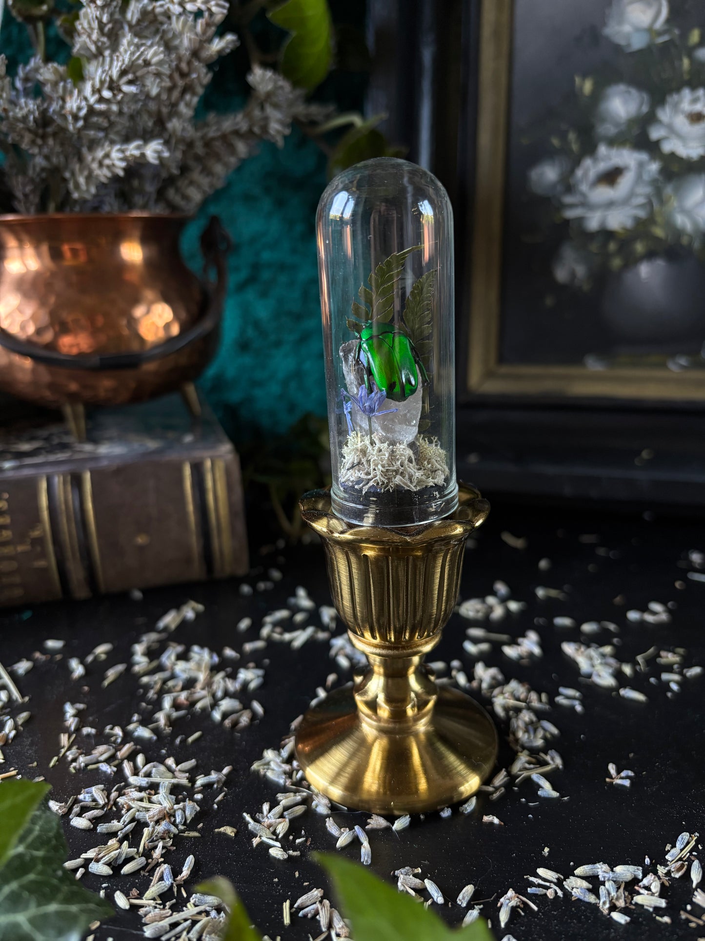 Glass dome with brass stand - Heterorrhina Sexmaculata
